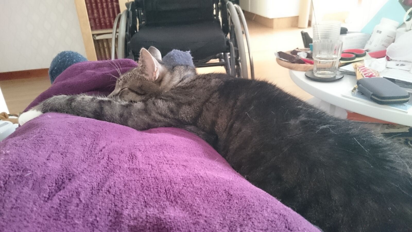 Sony Xperia Z3 sample photo. Apartment, blanket, cat, disability photography