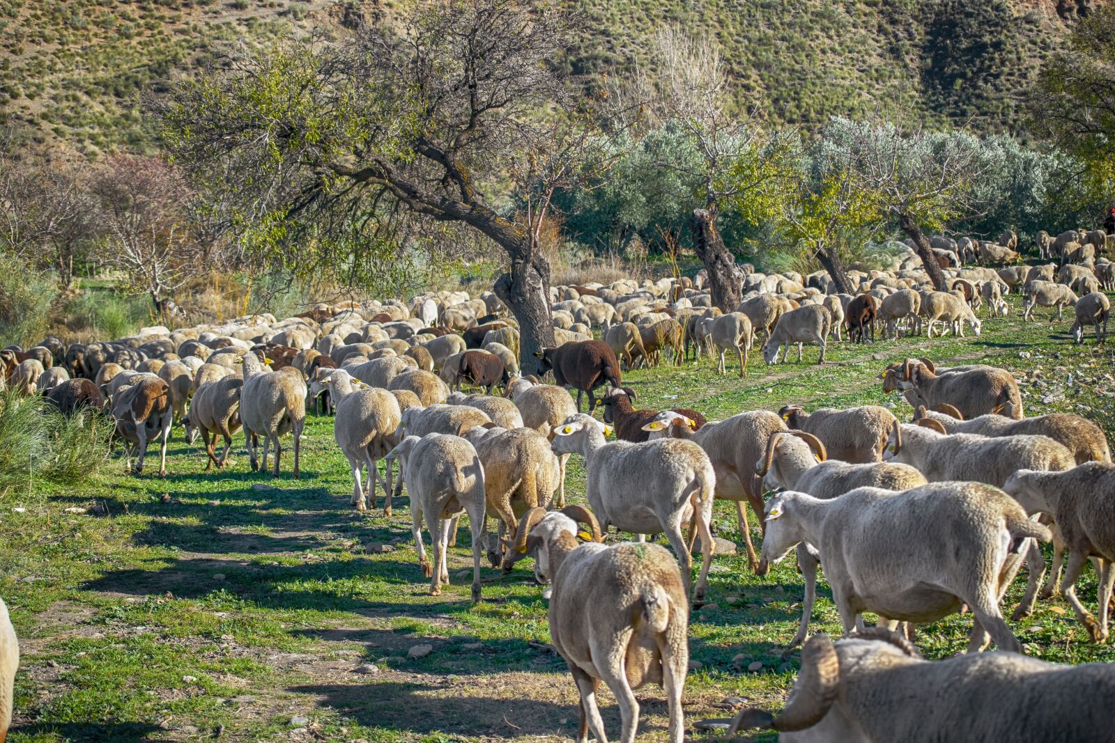 Nikon D3300 sample photo. Flock, sheep, pastures photography
