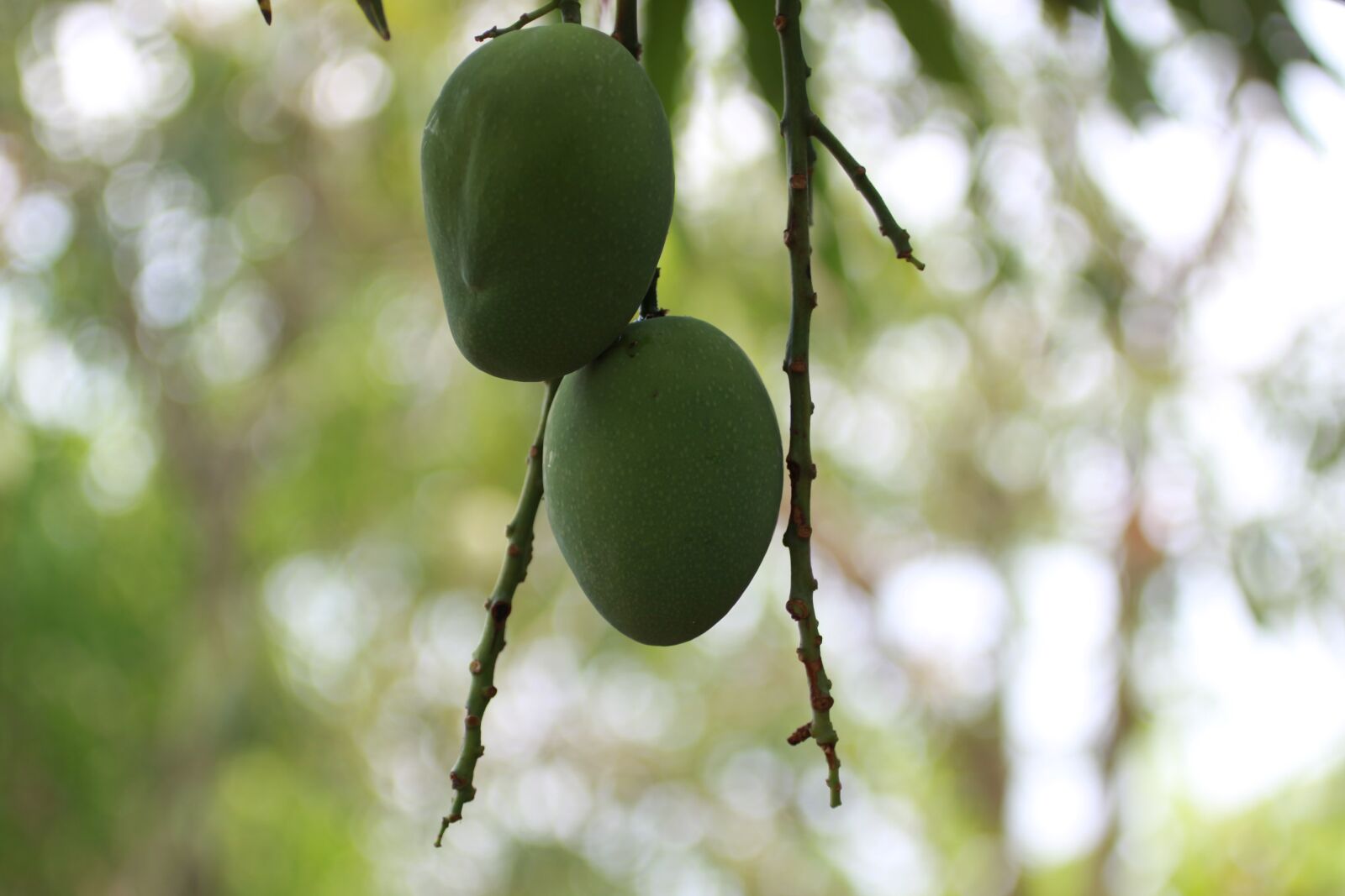 Canon EOS 50D sample photo. Mango, palo, barranquilla photography