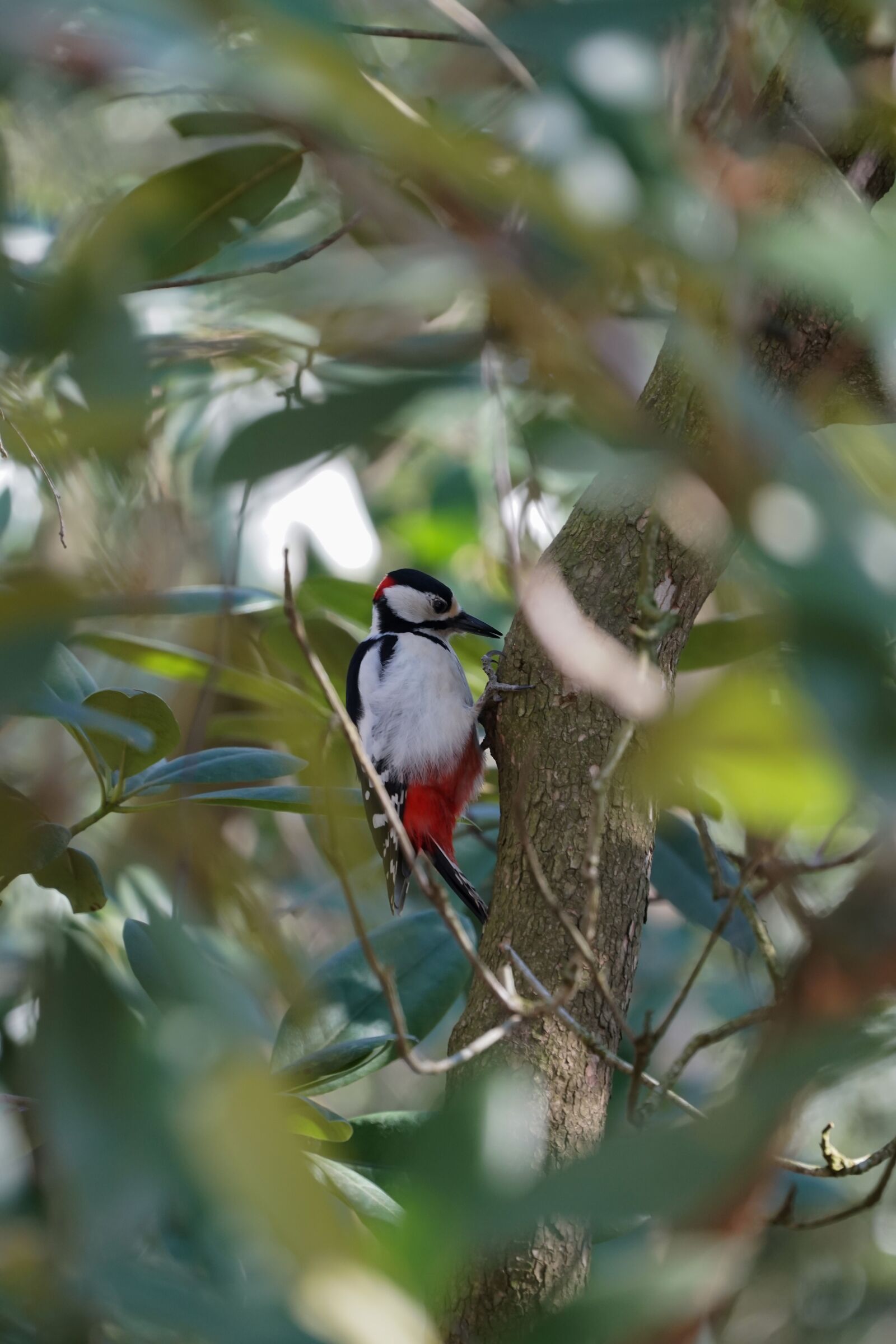 Sony a6500 sample photo. Great spotted woodpecker, birds photography