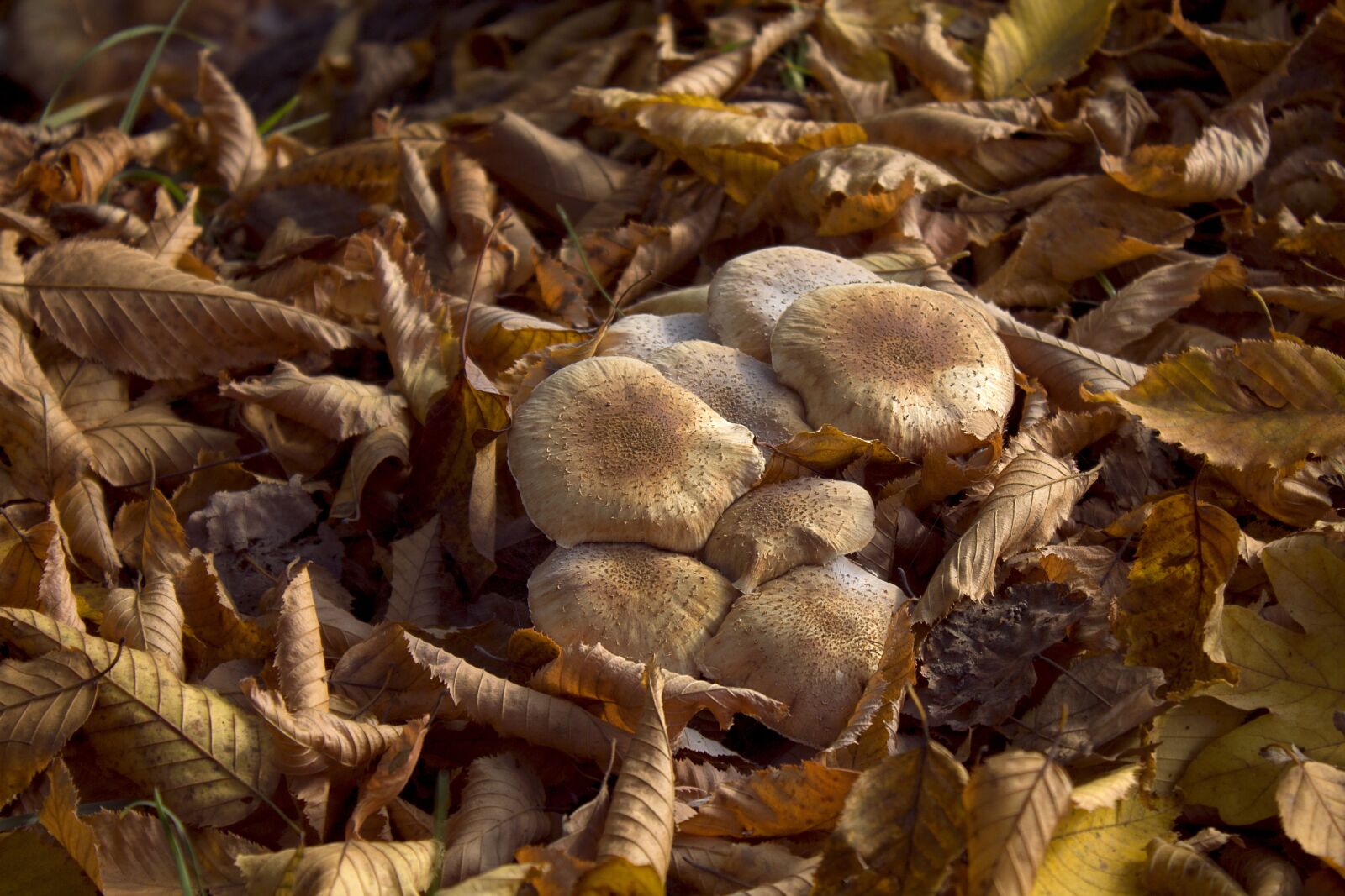 Canon EOS 1100D (EOS Rebel T3 / EOS Kiss X50) sample photo. Autumn, mushrooms, forest photography