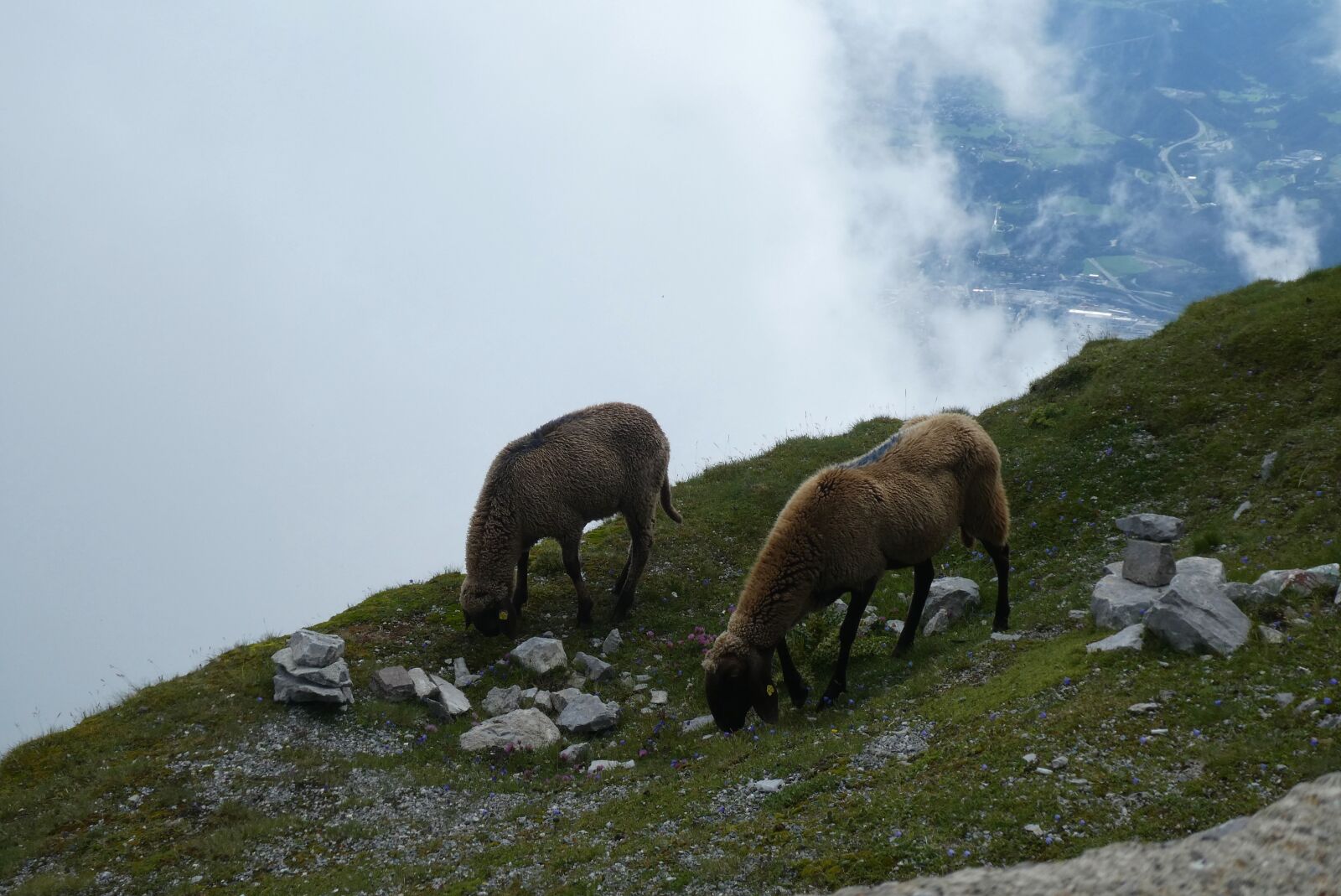 Panasonic Lumix DC-ZS70 (Lumix DC-TZ90) sample photo. Mountain sheep, sheep, browser photography