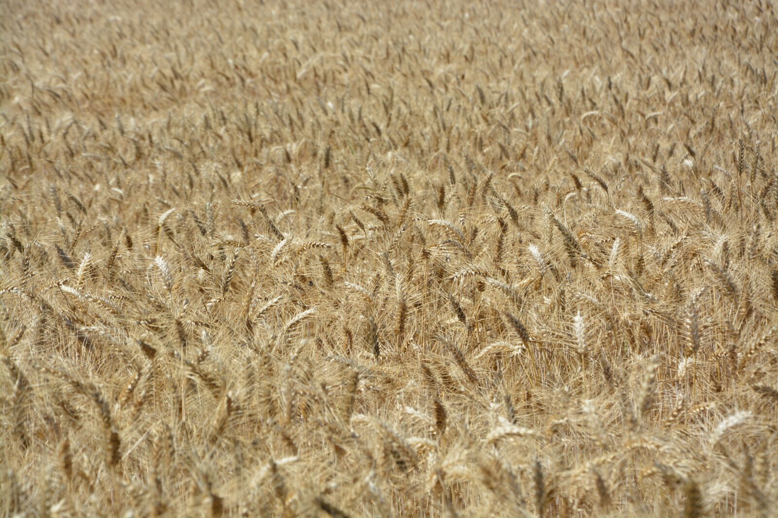 Nikon D5200 sample photo. Wheats, wheat fields, agriculture photography