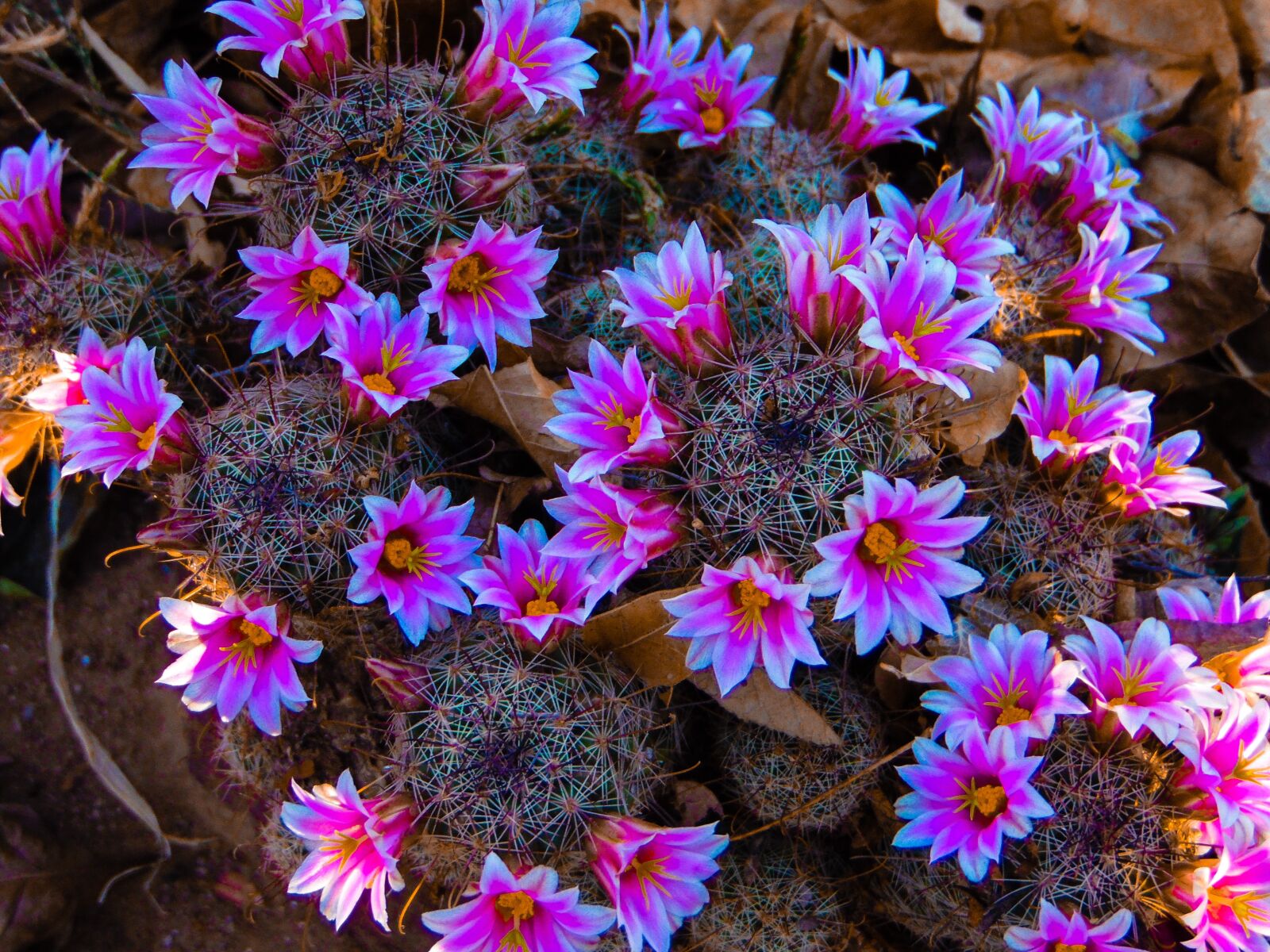 Samsung WB1100F/WB1101F/WB1102F sample photo. Flowers, cactus, mexico photography