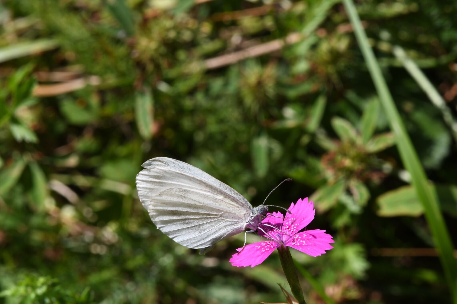 Nikon D7500 sample photo. Butterfly, ali, fly photography
