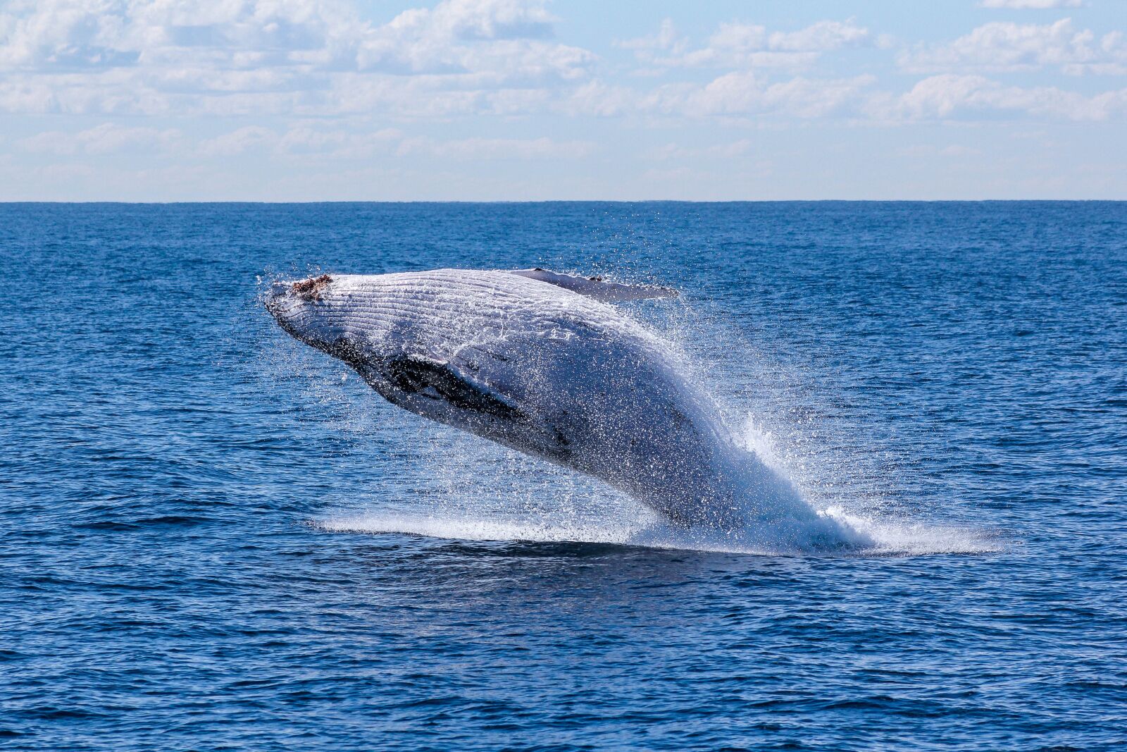 Canon EF 75-300mm f/4-5.6 sample photo. Fish, nature, ocean photography
