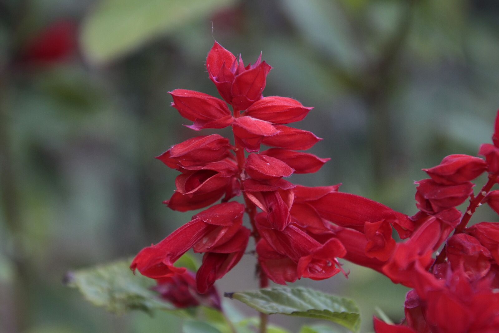 Canon EOS 700D (EOS Rebel T5i / EOS Kiss X7i) sample photo. Fire sage, plant, nature photography
