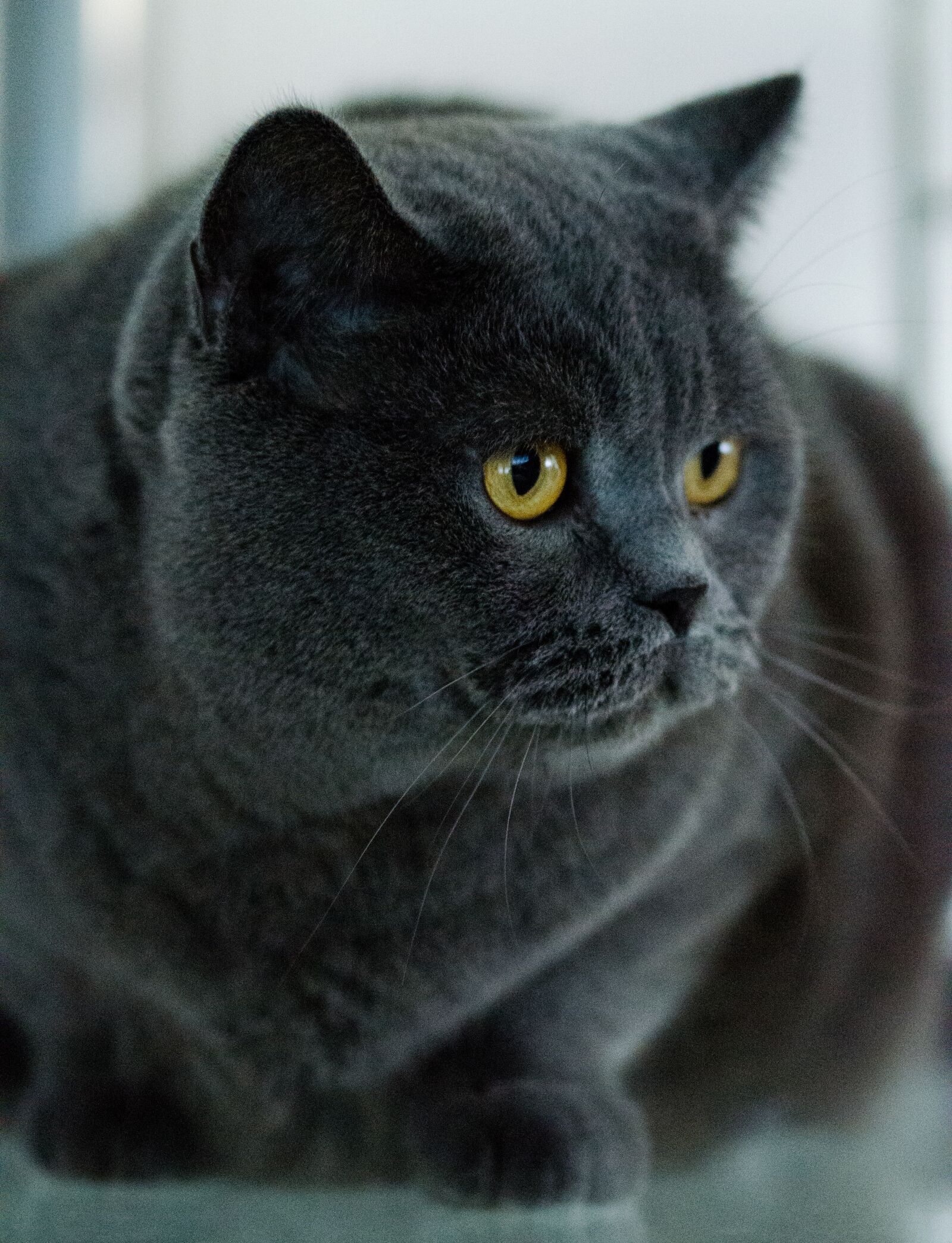 Nikon D5100 sample photo. Cat, pet, domestic cat photography