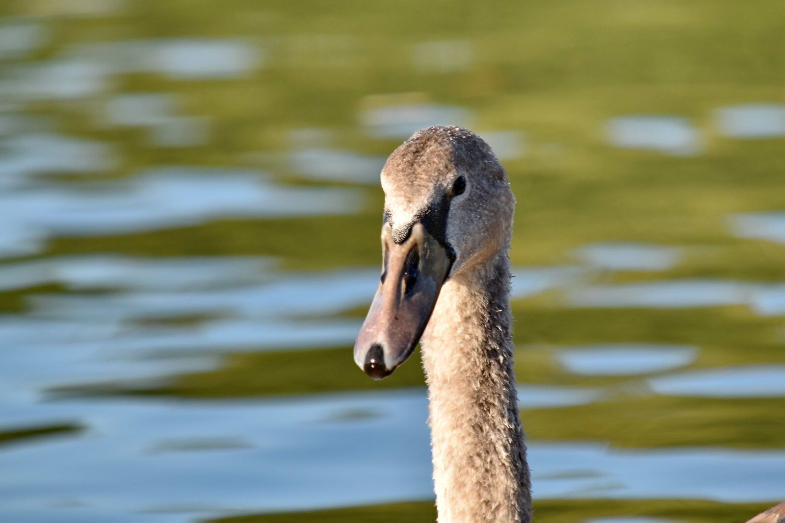 Nikon D5500 sample photo. Details, neck, swan, water photography