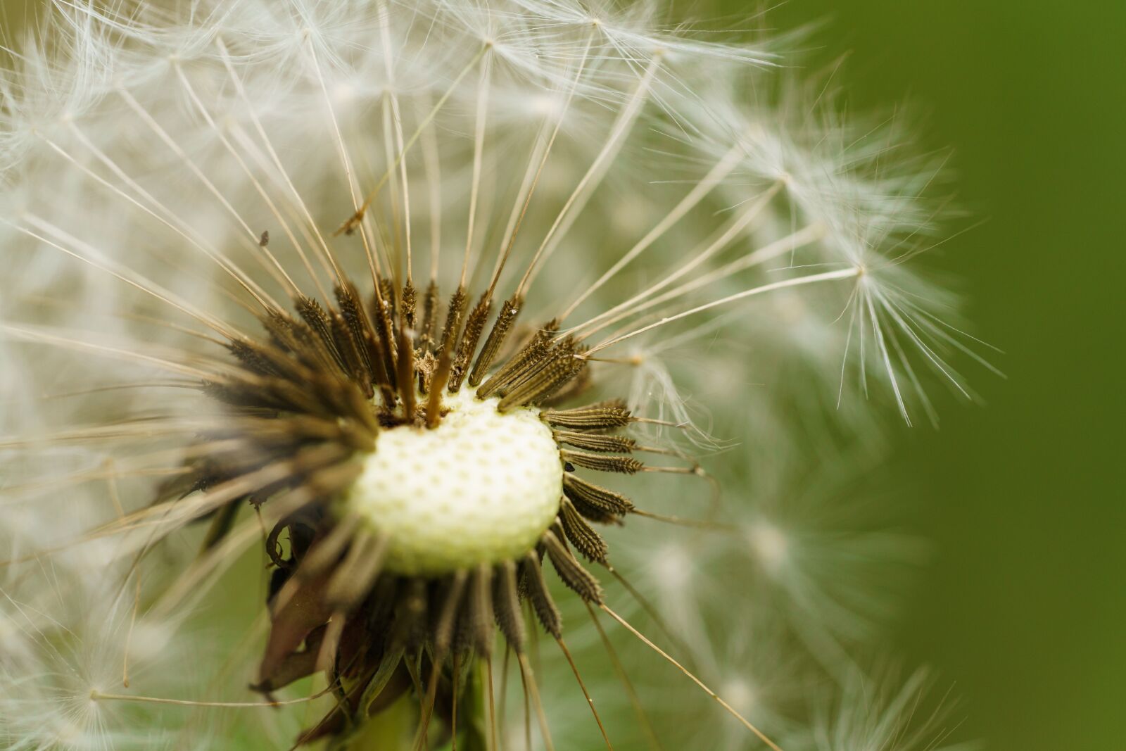 Sony a7R II + Sony FE 90mm F2.8 Macro G OSS sample photo. Dandelion, seeds, blossom photography