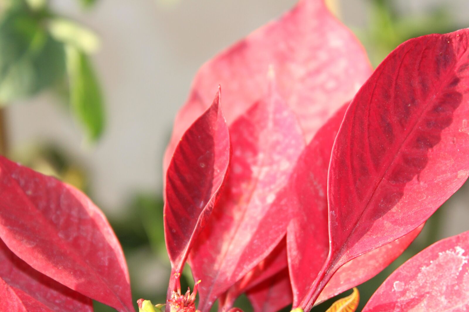 Canon EOS 600D (Rebel EOS T3i / EOS Kiss X5) sample photo. Red leaves, petal, plant photography