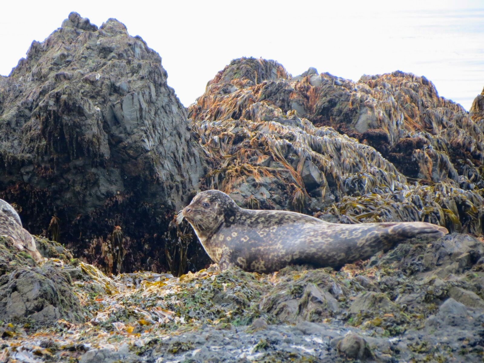 Canon PowerShot SX40 HS sample photo. Seals, larga, rookery photography