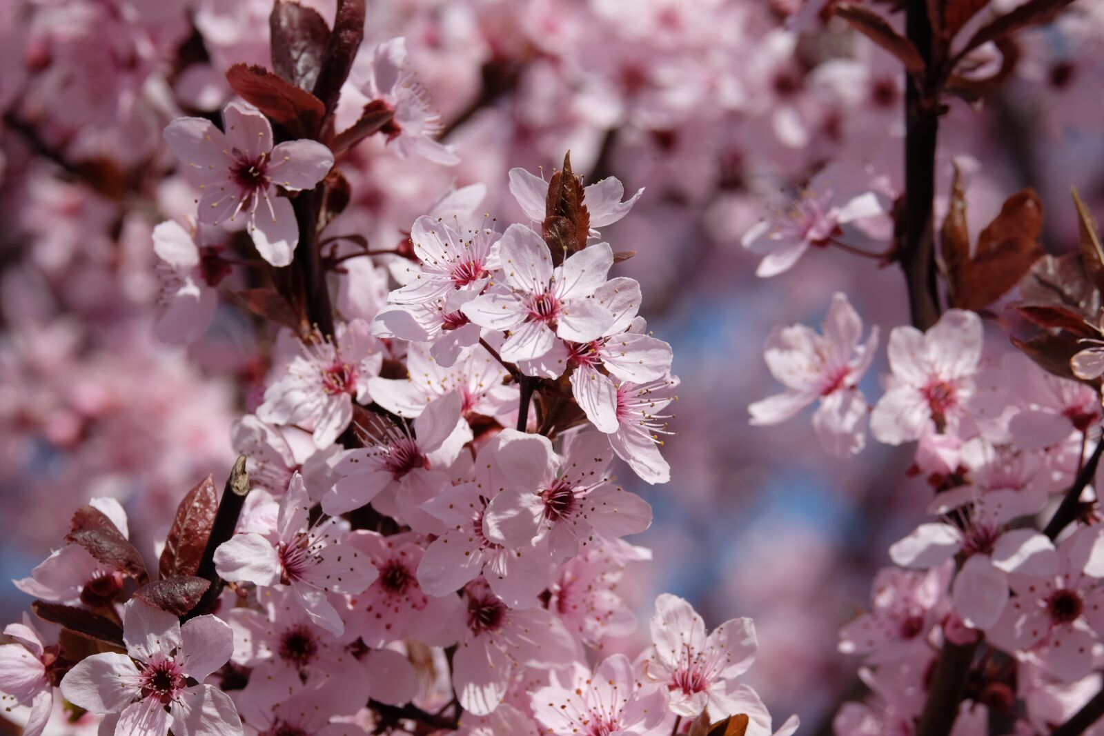 Fujifilm XF 55-200mm F3.5-4.8 R LM OIS sample photo. Flower, apple, spring photography