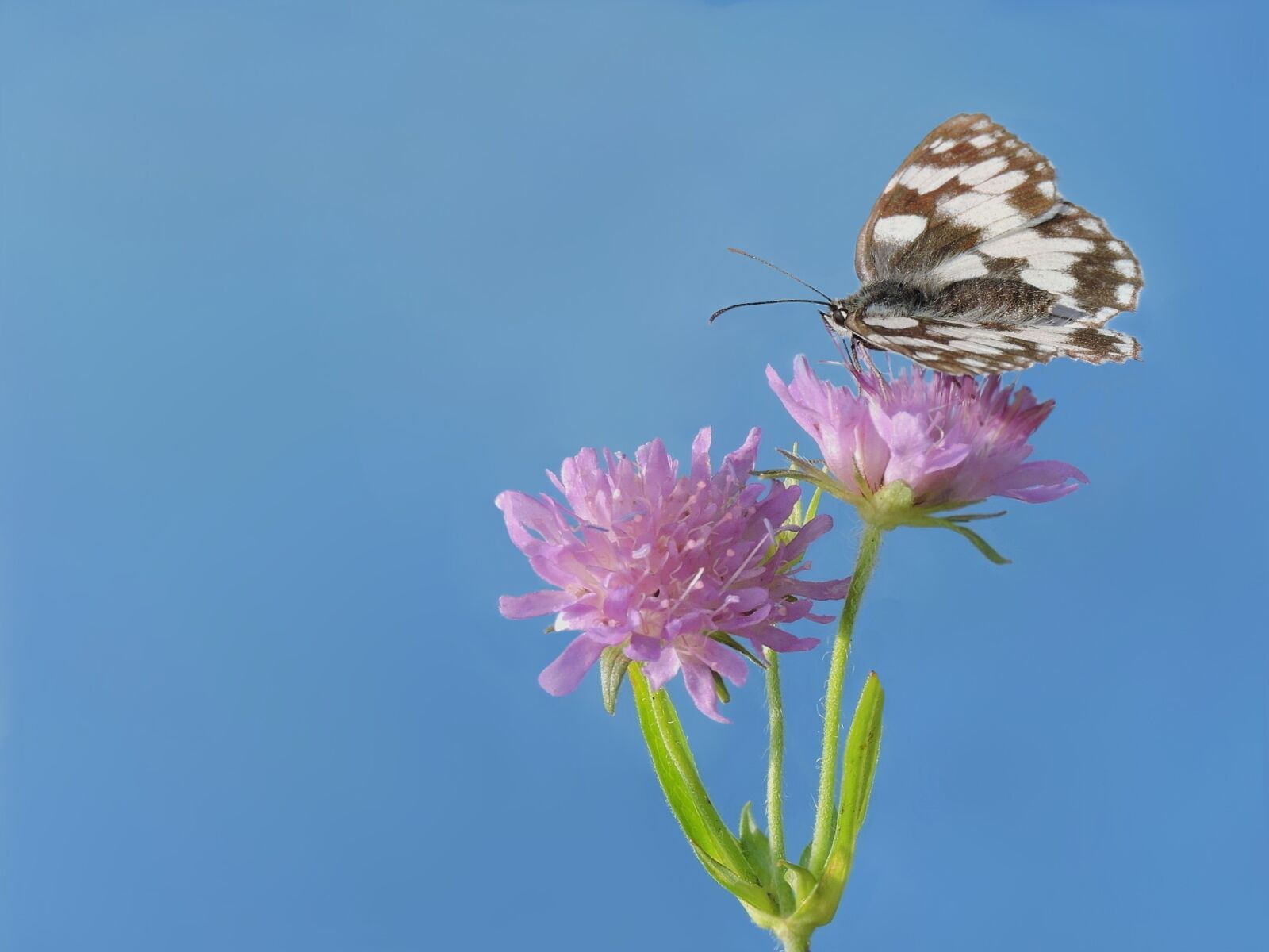 Nikon Coolpix P600 sample photo. Checkered butterfly, edelfalter, butterfly photography