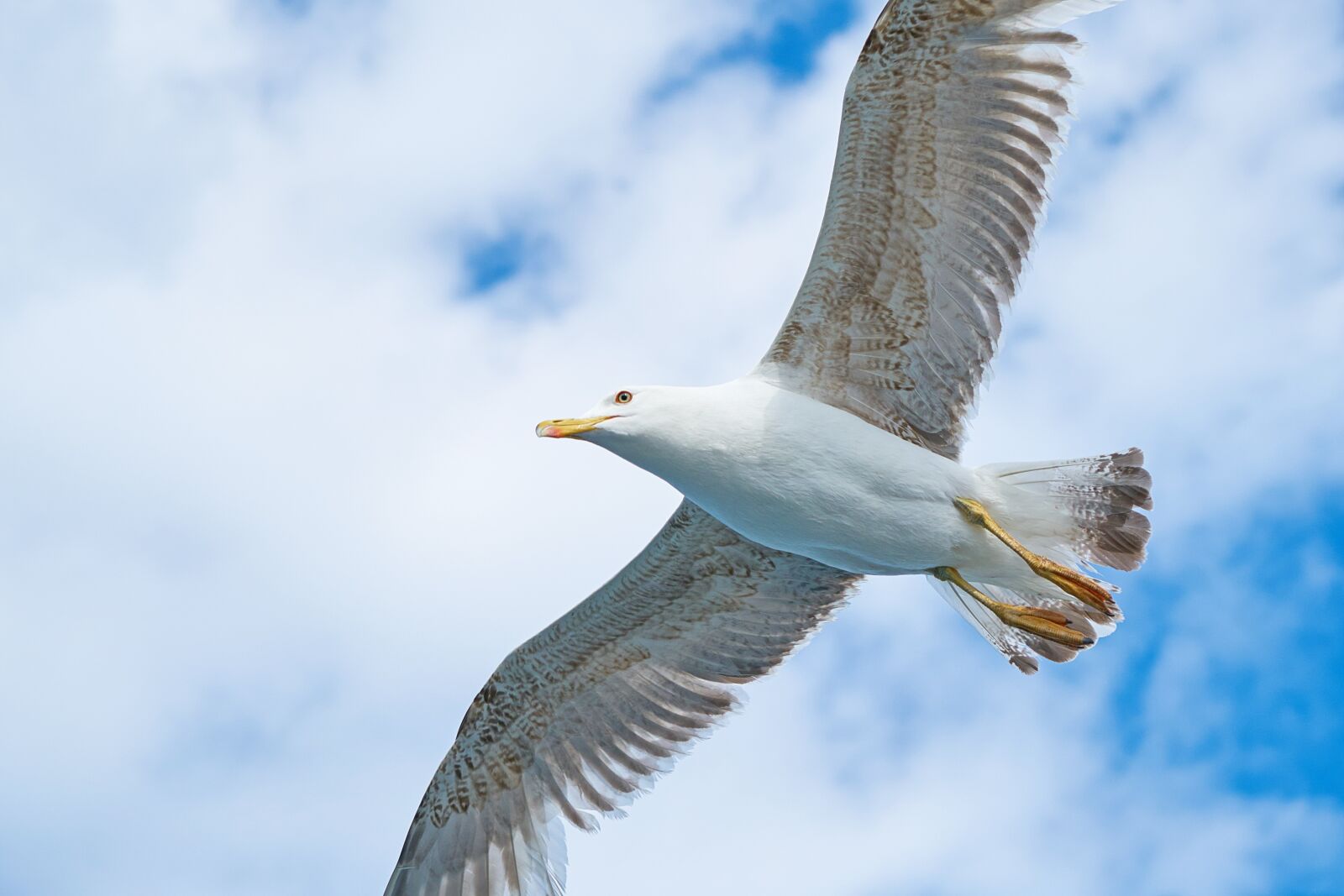 Sony a7R II + Sony Vario Tessar T* FE 24-70mm F4 ZA OSS sample photo. Seagull, bird, wing photography