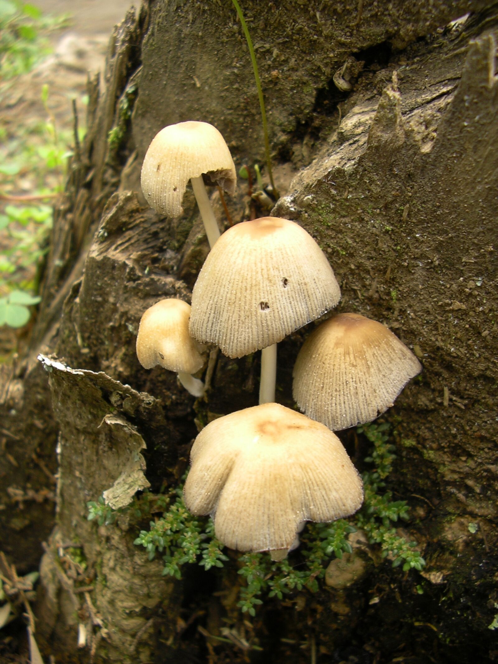 Pentax OPTIO 30 sample photo. Mushrooms, grebes, poisonous mushrooms photography