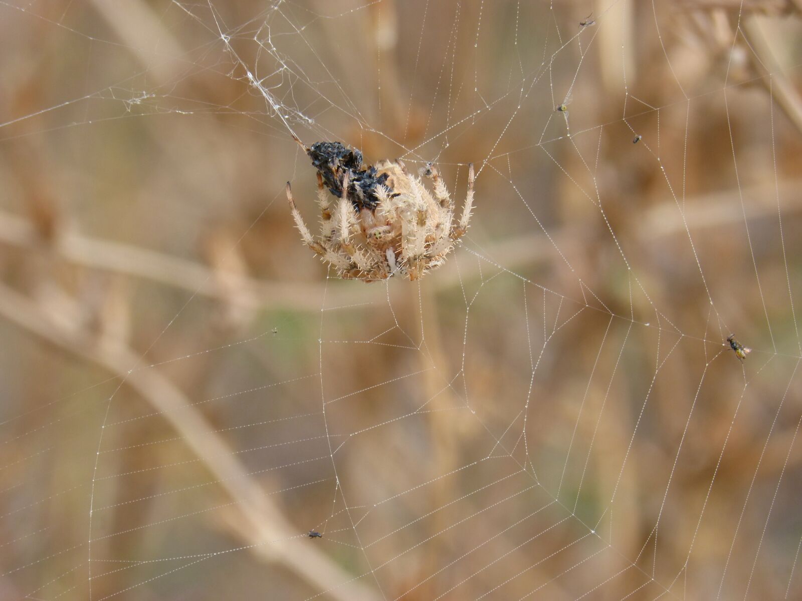 Panasonic DMC-FZ62 sample photo. Spider, web, araneus diadematus photography