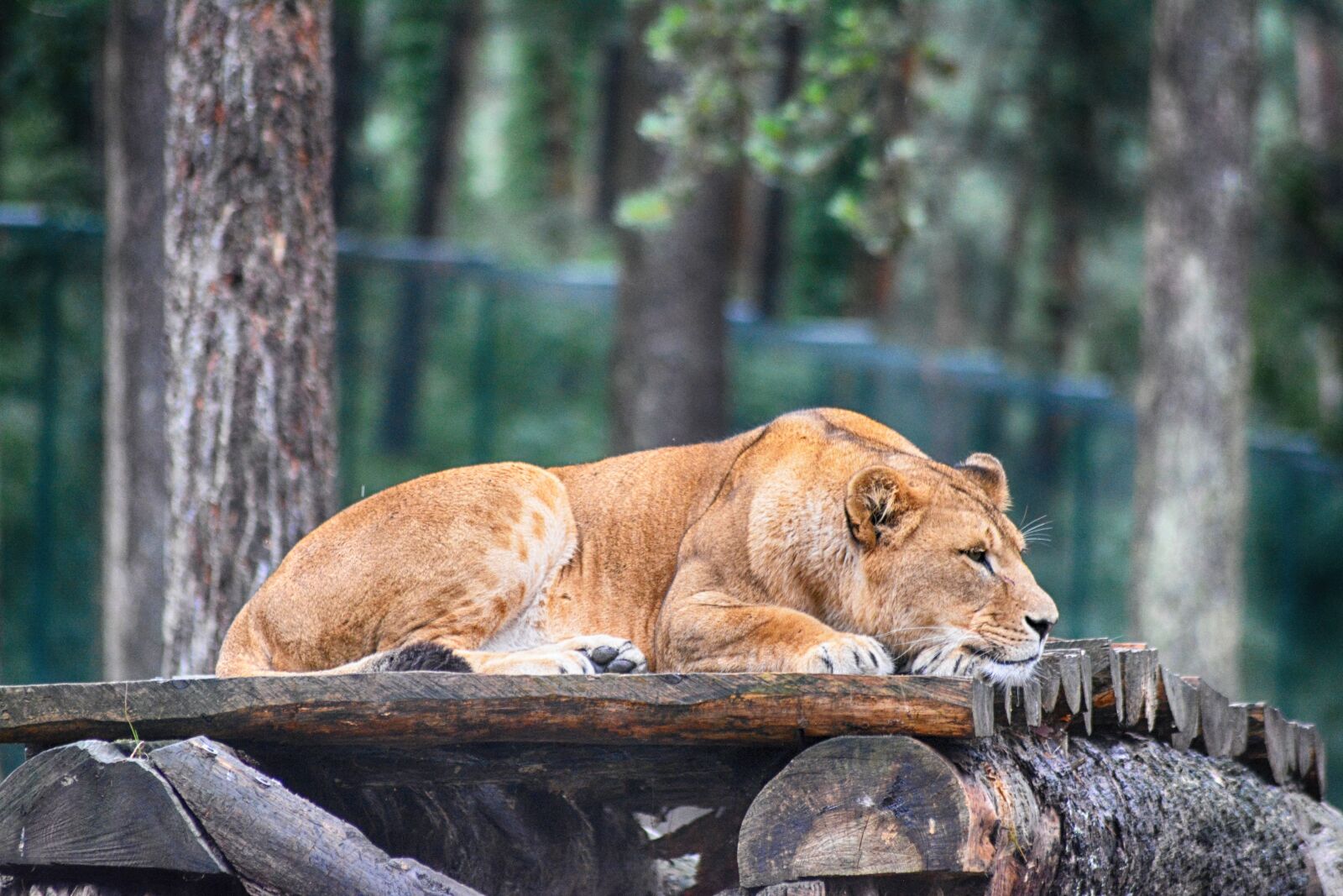 Nikon D5200 sample photo. Lion, lioness, predator photography