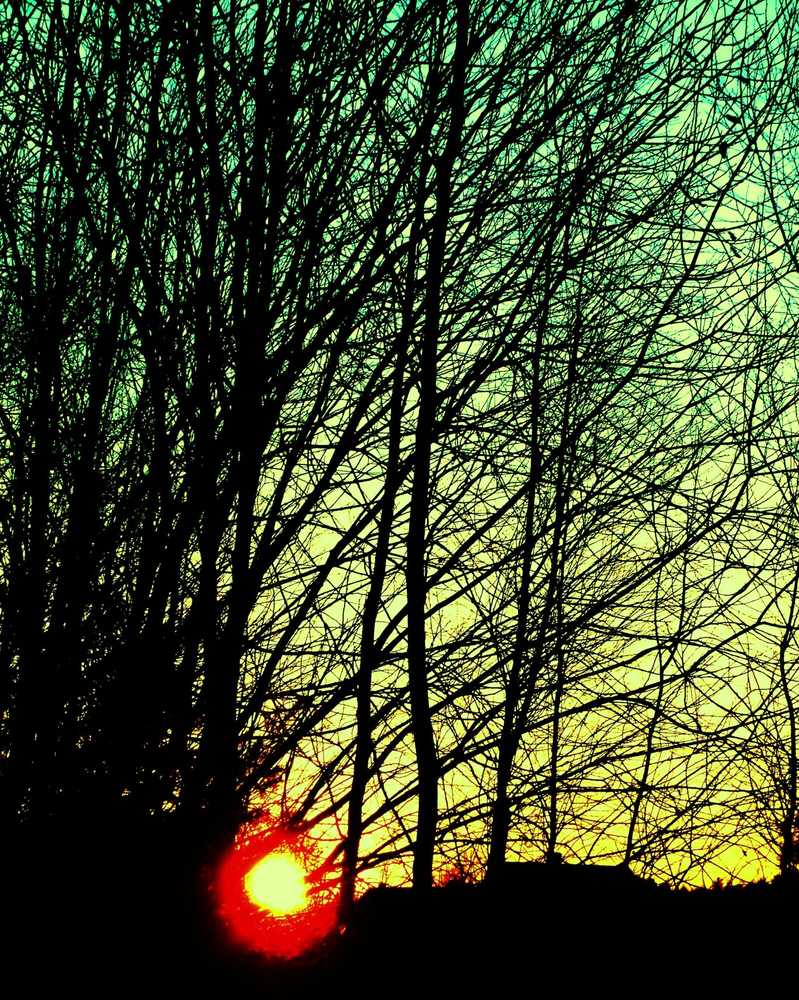 Sony Cyber-shot DSC-WX1 sample photo. Branches, sky, sun, sunset photography