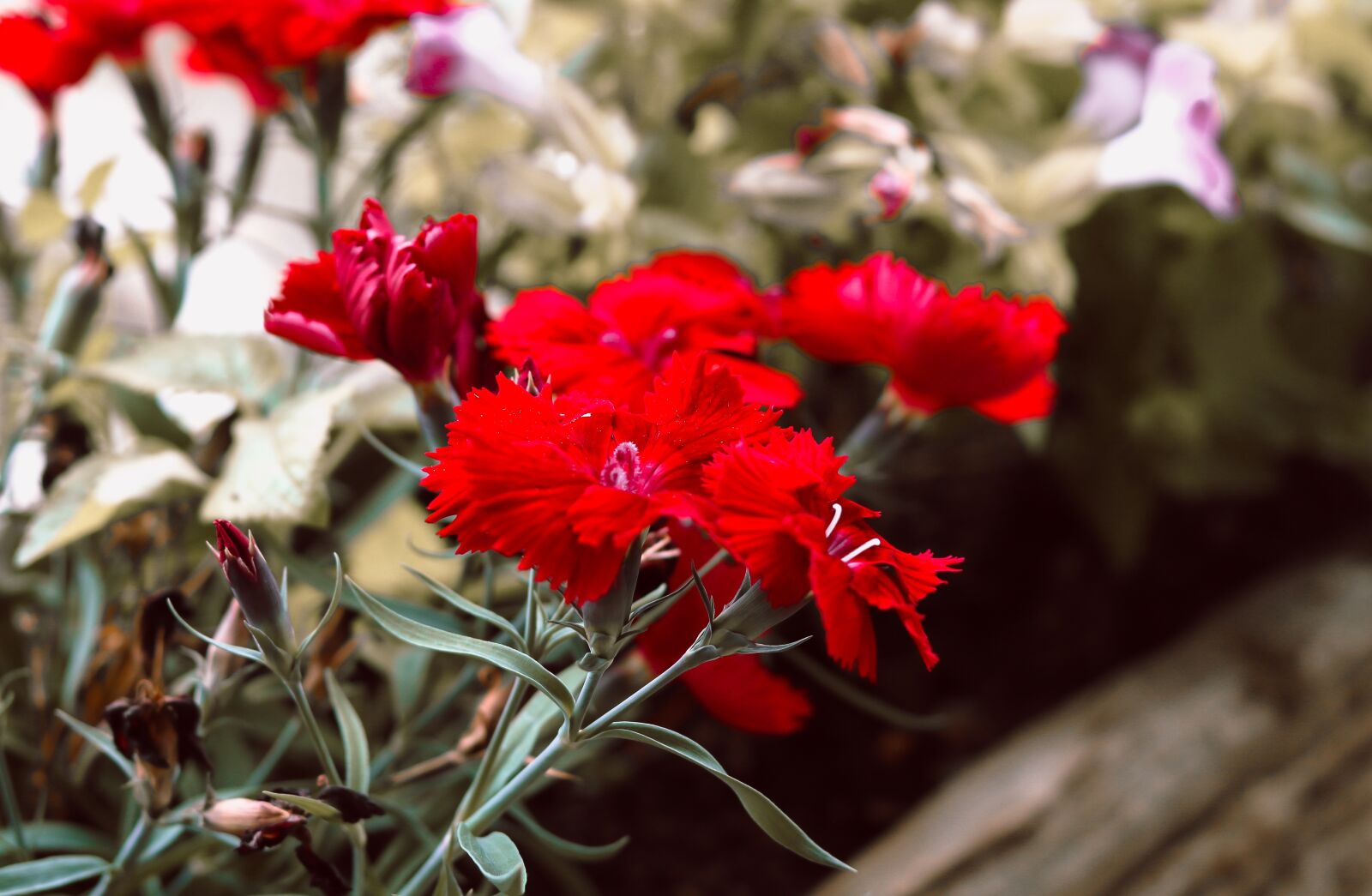 Canon EOS 750D (EOS Rebel T6i / EOS Kiss X8i) + Canon EF 50mm F1.8 STM sample photo. Red, flower, garden photography