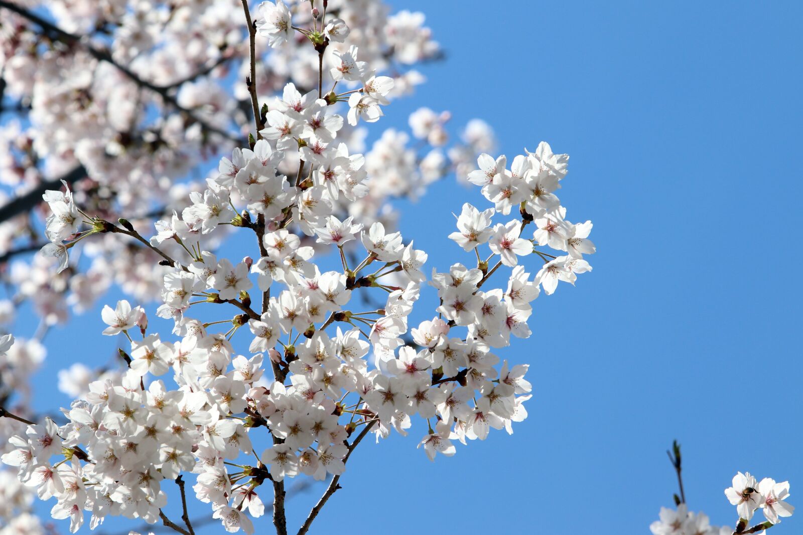 Canon EF 70-200mm F2.8L USM sample photo. Cherry blossom, spring, flowers photography