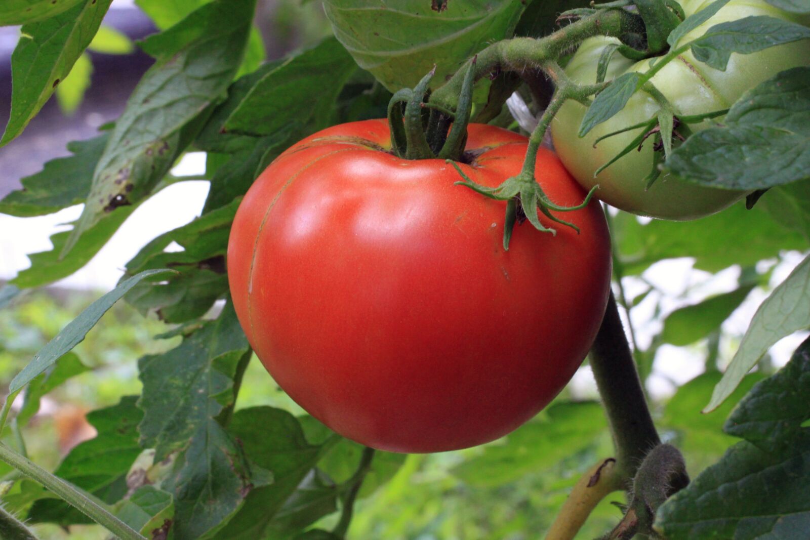 Canon EOS 500D (EOS Rebel T1i / EOS Kiss X3) sample photo. Tomato, vegetable, food photography