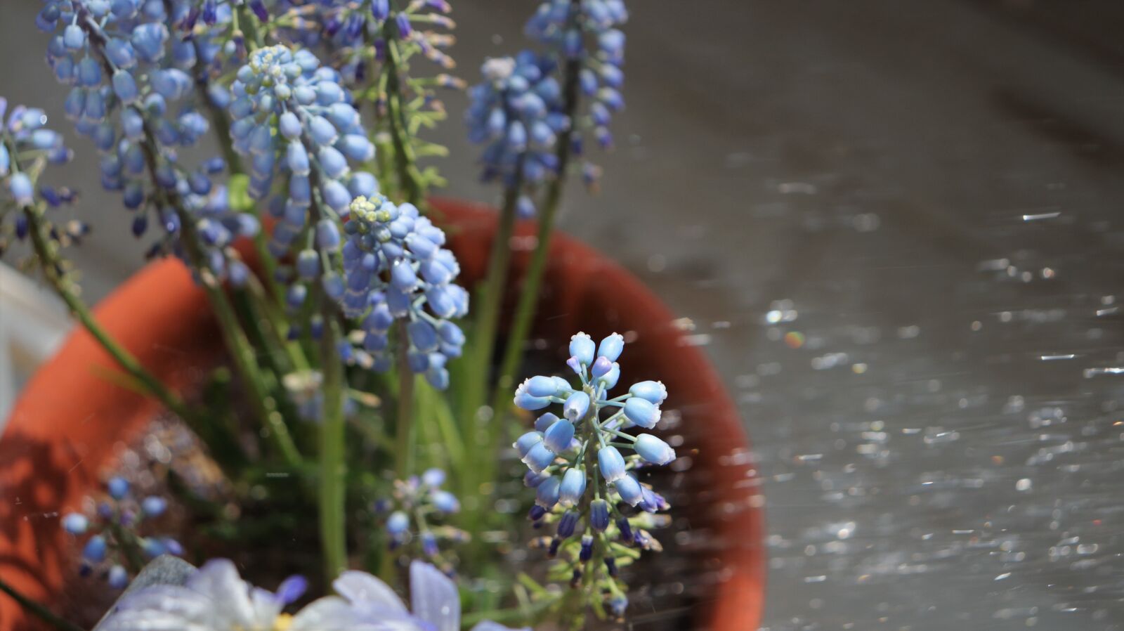 Canon EOS 800D (EOS Rebel T7i / EOS Kiss X9i) sample photo. Muscat and, trickle, flowers photography