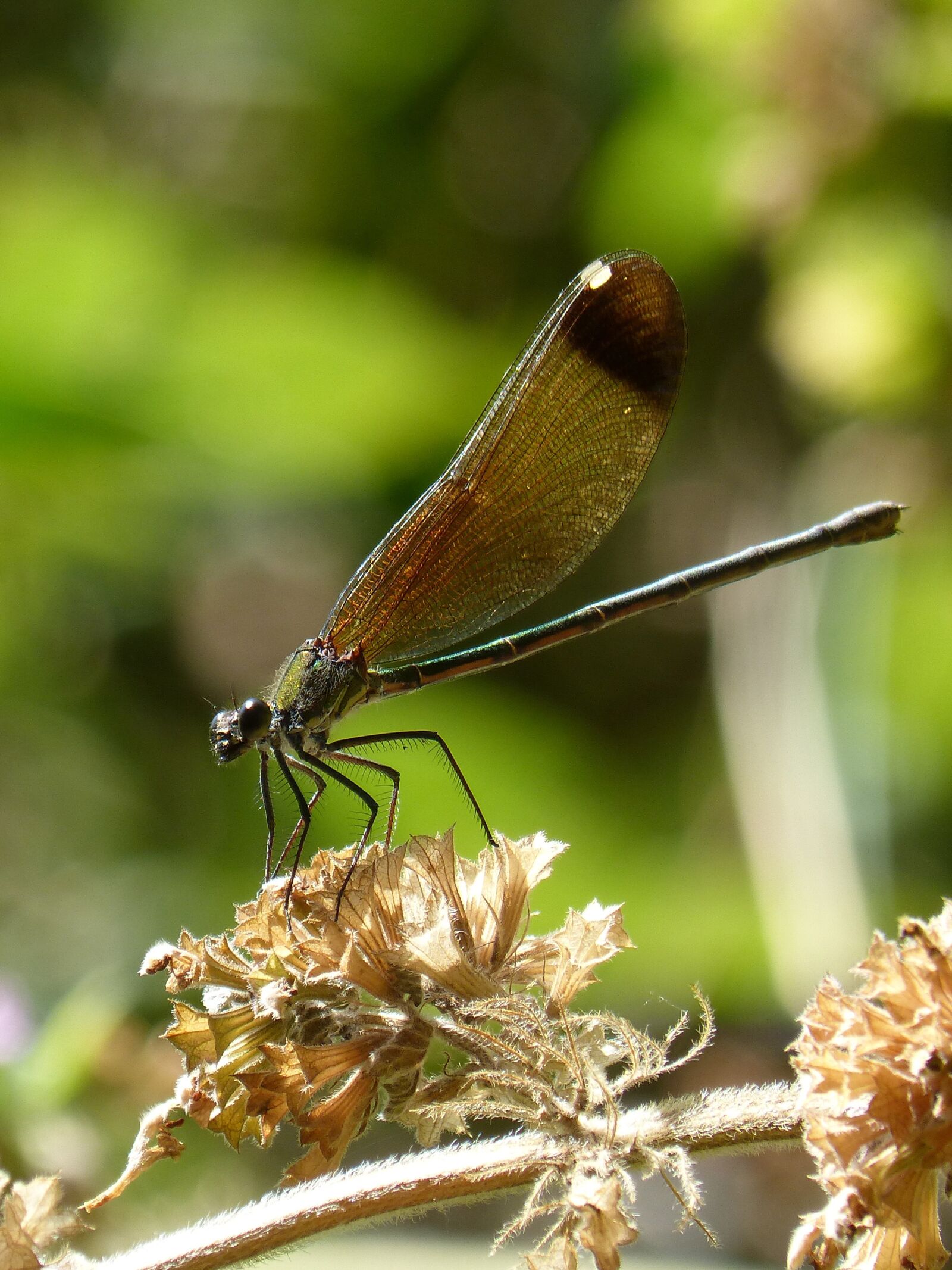Panasonic DMC-FZ62 sample photo. Dragonfly, damselfly, calopteryx haemorrhoidalis photography