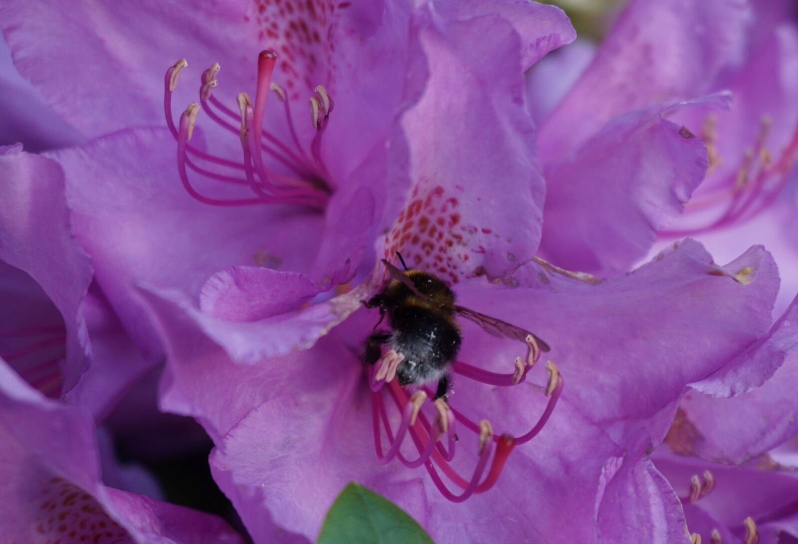 Sony a6000 sample photo. Rhododendron, hummel, insect photography