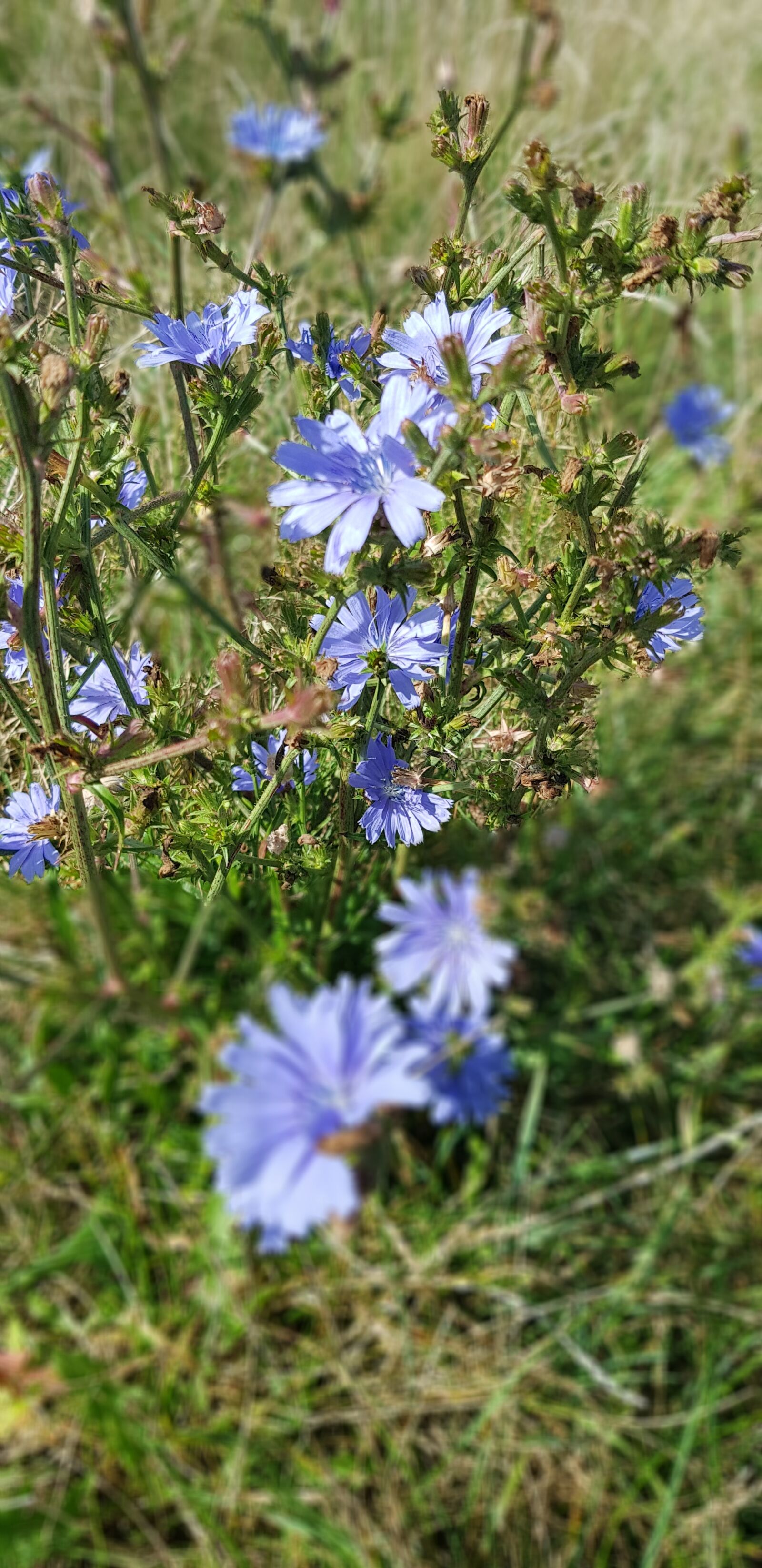 Samsung Galaxy S8+ sample photo. Cornflower, blue, flower photography