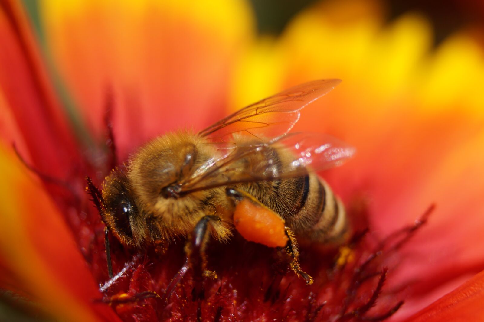 Sony SLT-A58 sample photo. Flower, bee, insect photography