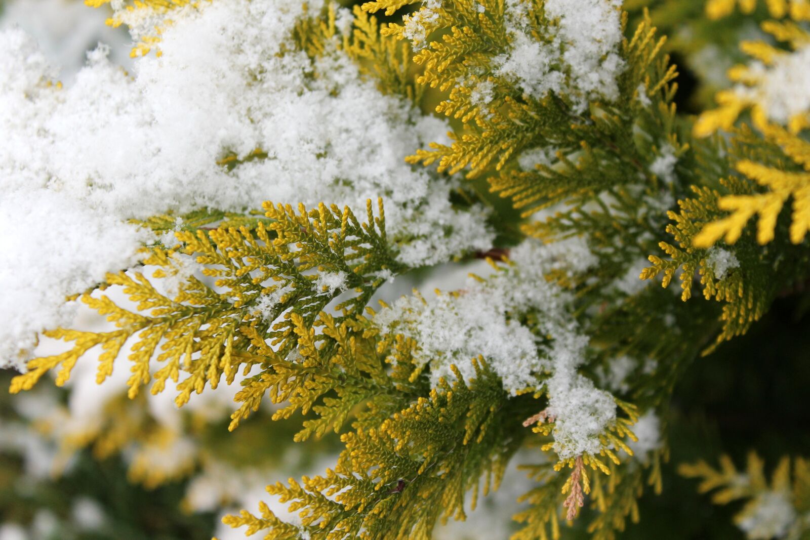 Canon EOS 1200D (EOS Rebel T5 / EOS Kiss X70 / EOS Hi) sample photo. Thuja, snow, tree photography