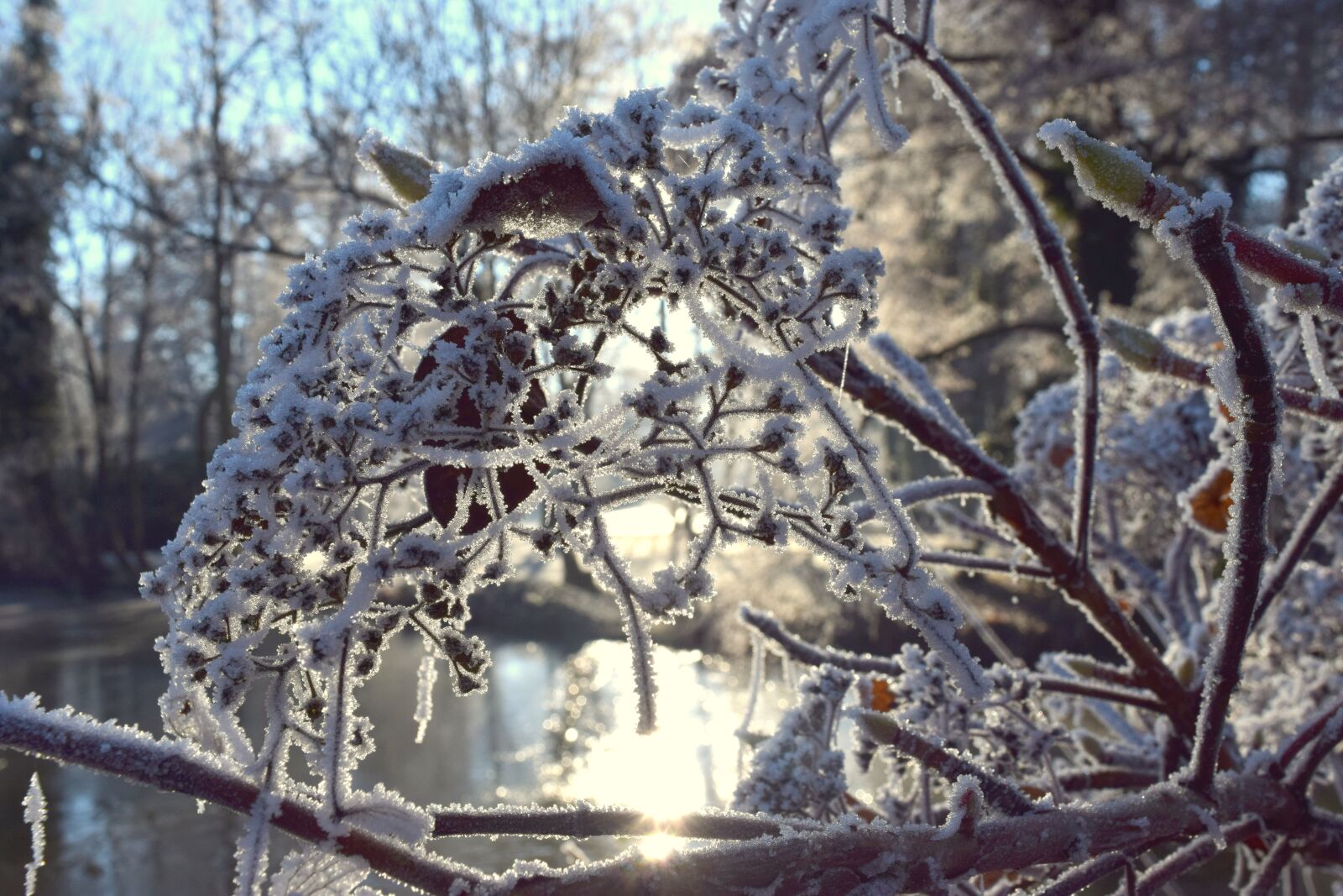 Nikon D3300 sample photo. Winter, frost, cold photography