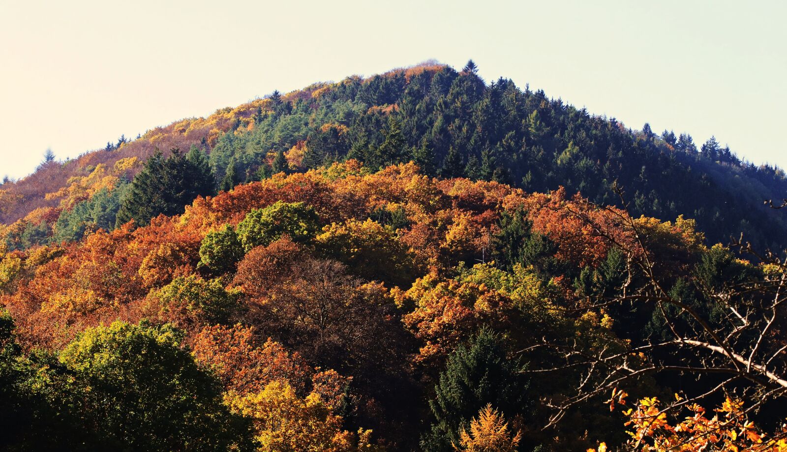 Canon EOS 80D sample photo. Forest, mixed forest, autumn photography