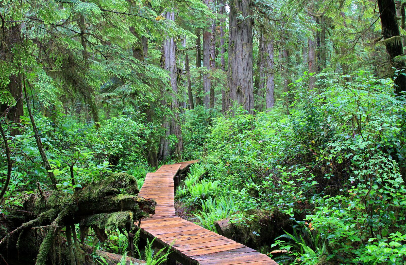 Canon EOS 60D + Canon EF 24-105mm F4L IS USM sample photo. Rainforest, away, canada photography