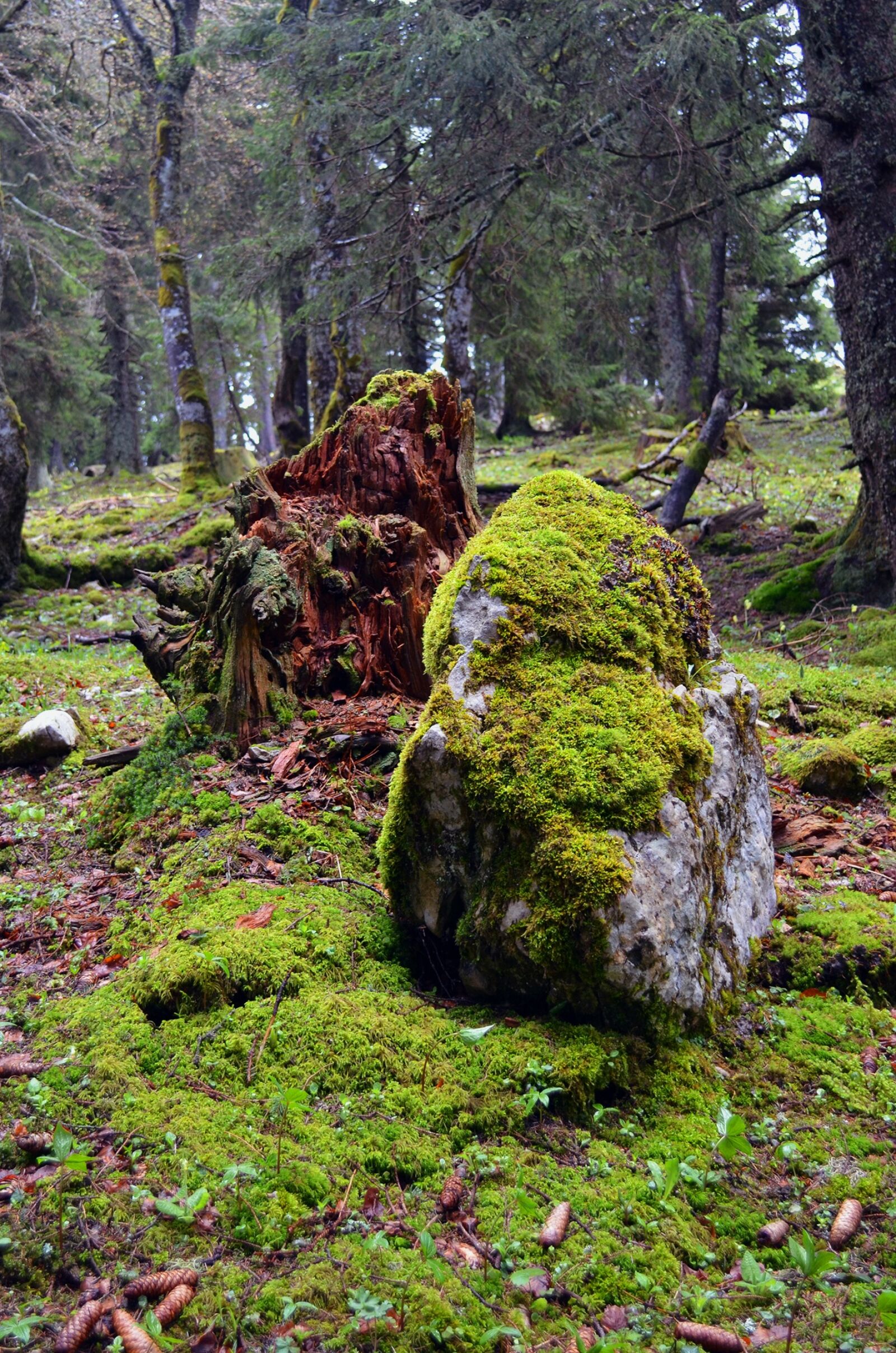 Nikon D5100 sample photo. Rock, forest, autumn photography