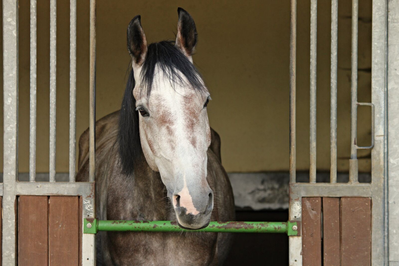 Canon EOS 1100D (EOS Rebel T3 / EOS Kiss X50) sample photo. Horse, horse head, horsebox photography