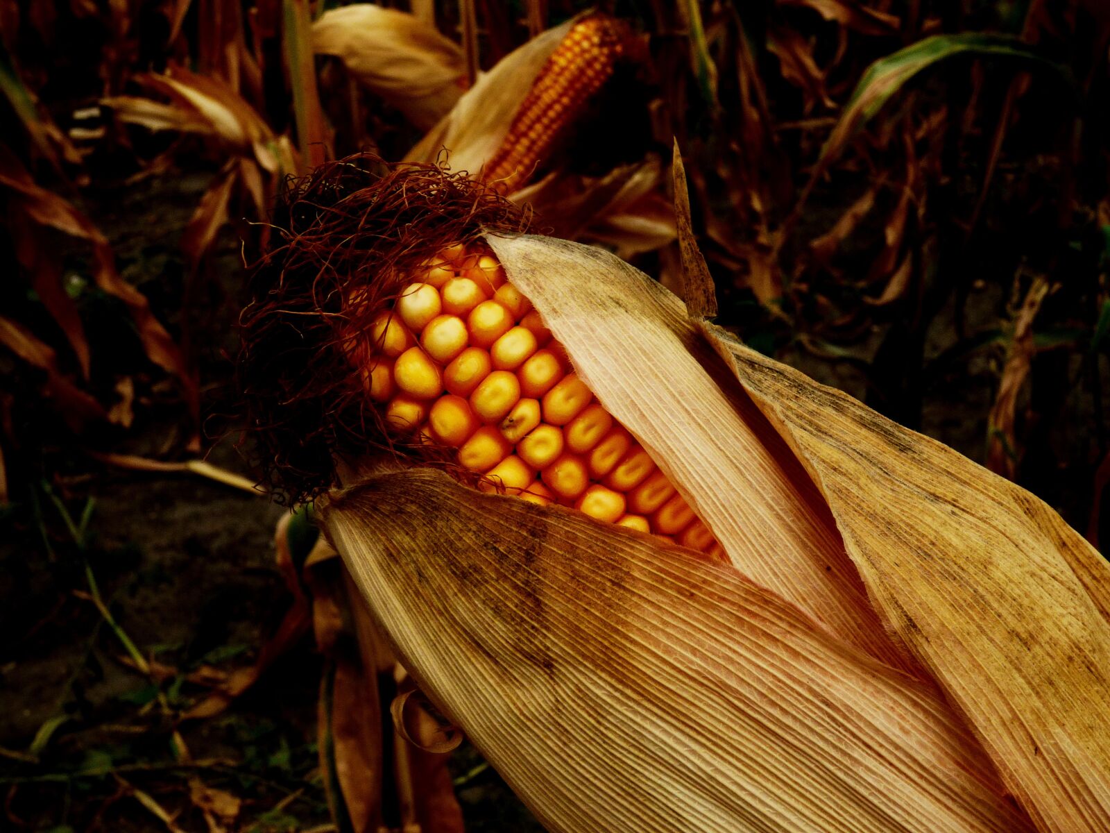 Panasonic DMC-FZ72 sample photo. Corn on the cob photography