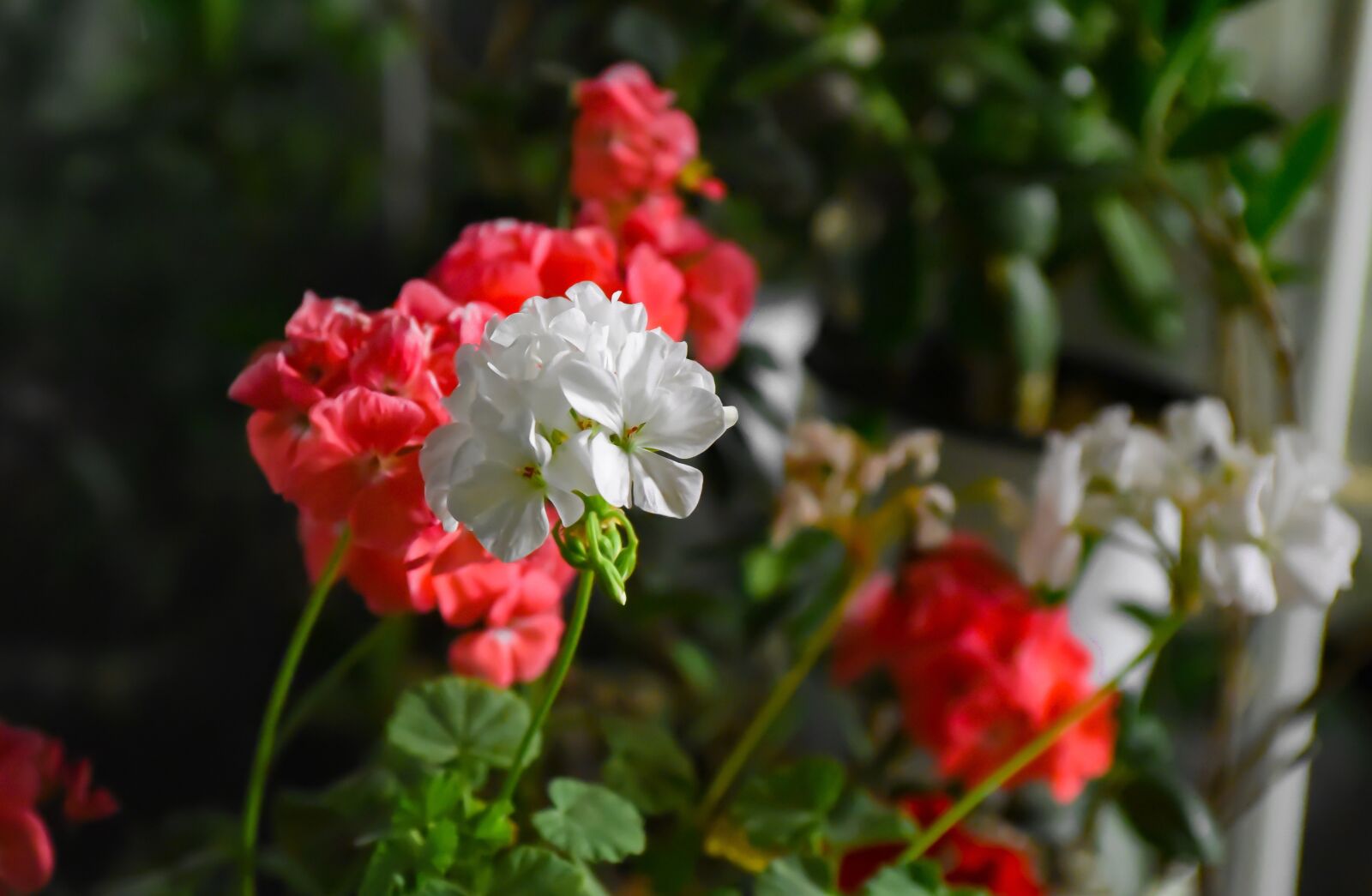 Nikon D750 sample photo. Flower, geranium, pink photography