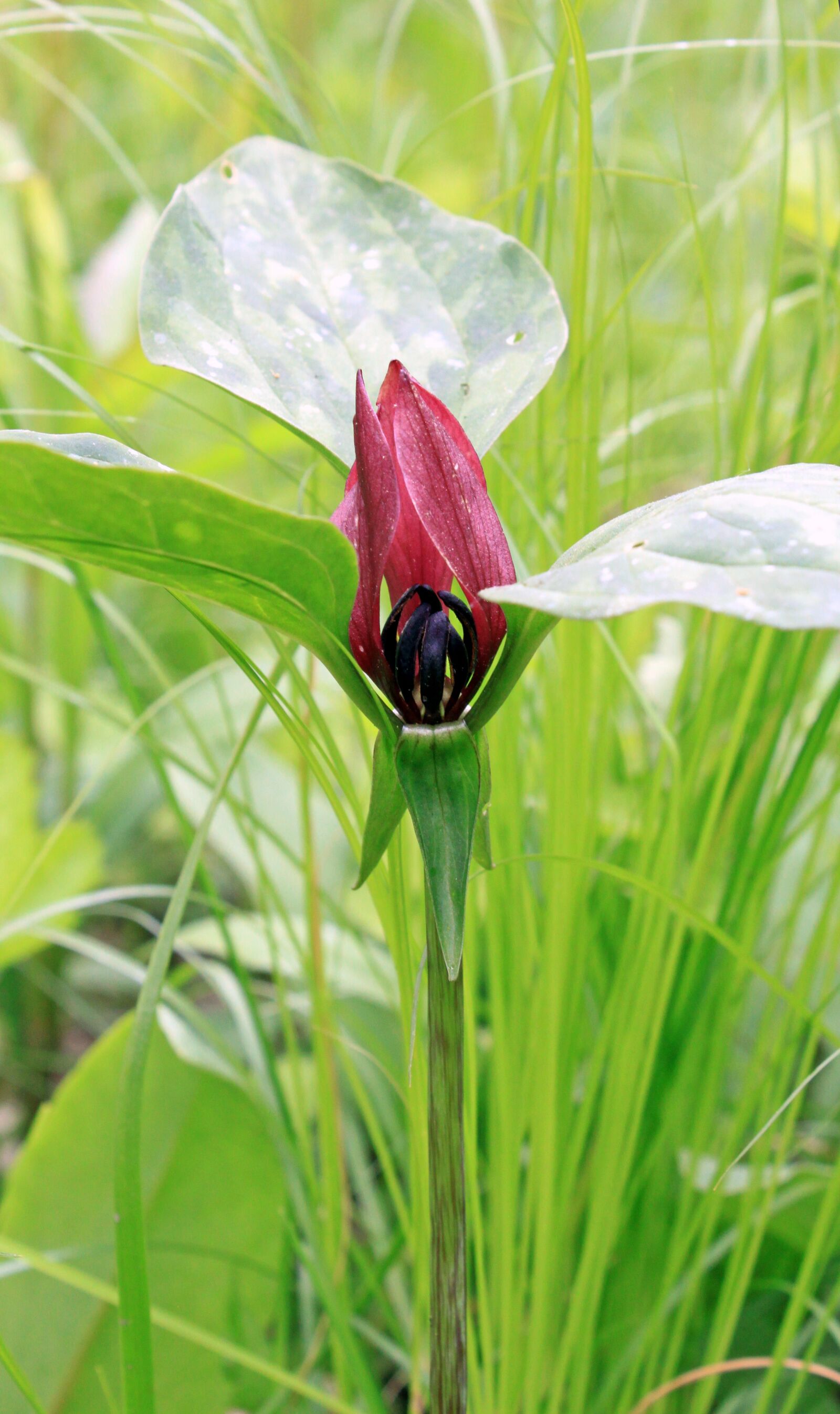 Canon EOS 500D (EOS Rebel T1i / EOS Kiss X3) sample photo. Red trillium, trillium, red photography