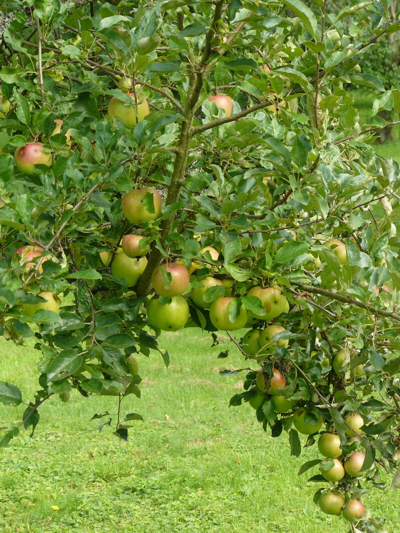 Panasonic DMC-FZ8 sample photo. Apples, tree, manzano photography