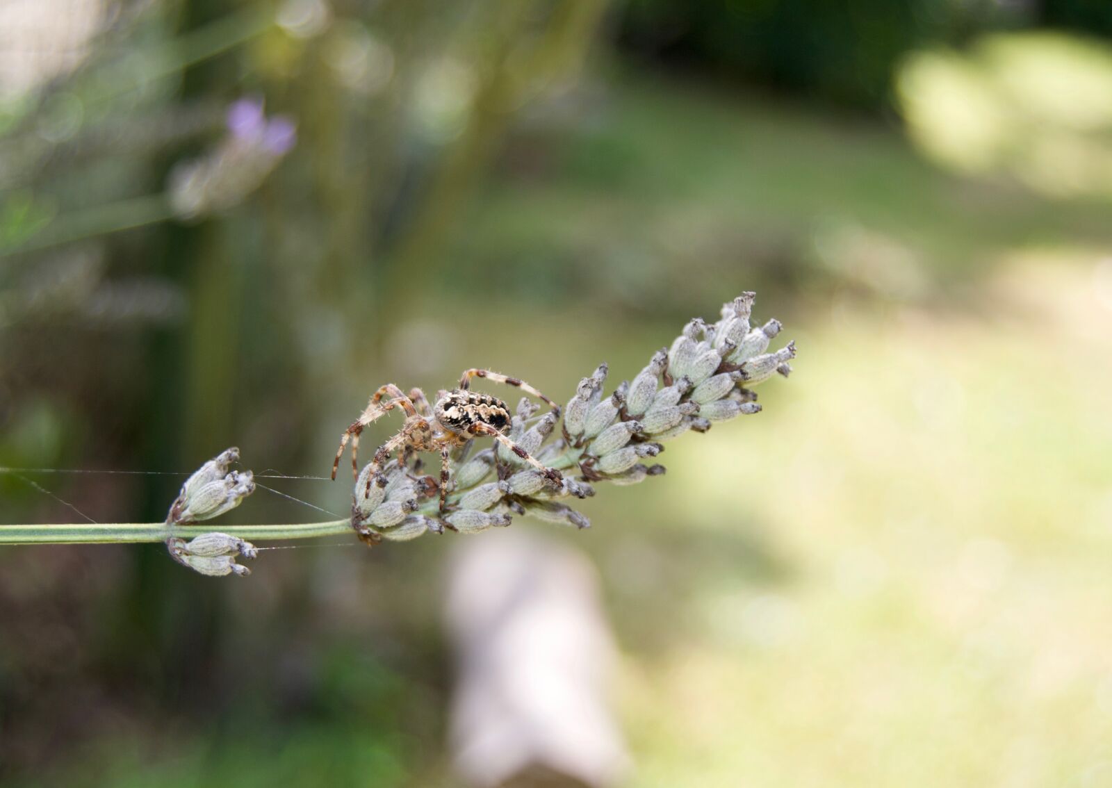 Nikon D3100 sample photo. Spider, insect, lavender photography