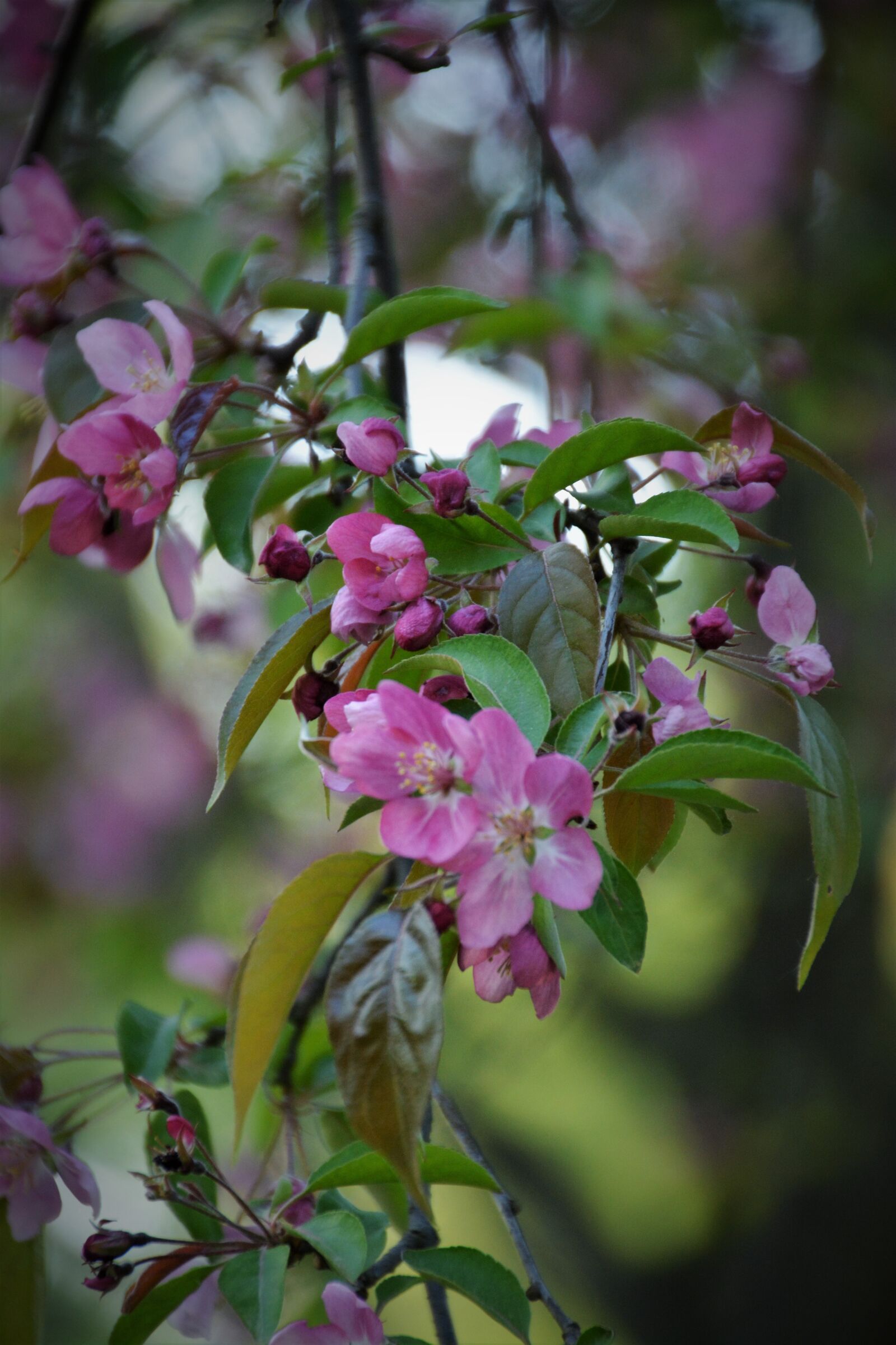 Nikon D5200 sample photo. Flower, nature, plant photography