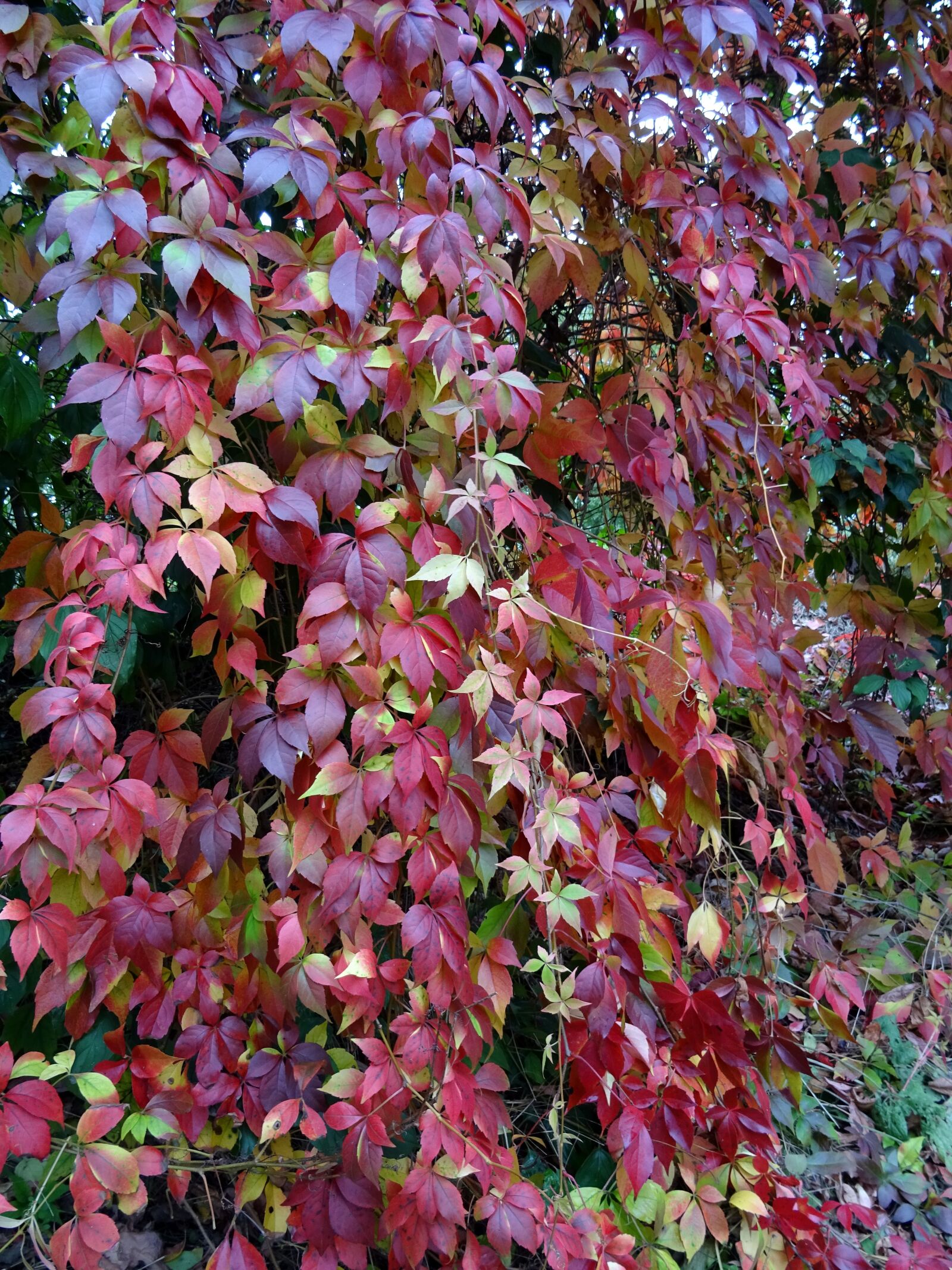 Sony DSC-HX60 sample photo. Leaves, colorful, autumn photography