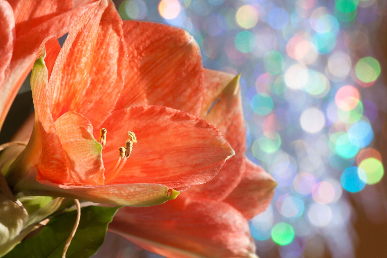 Canon EOS 50D sample photo. Amaryllis, salmon pink, blossom photography