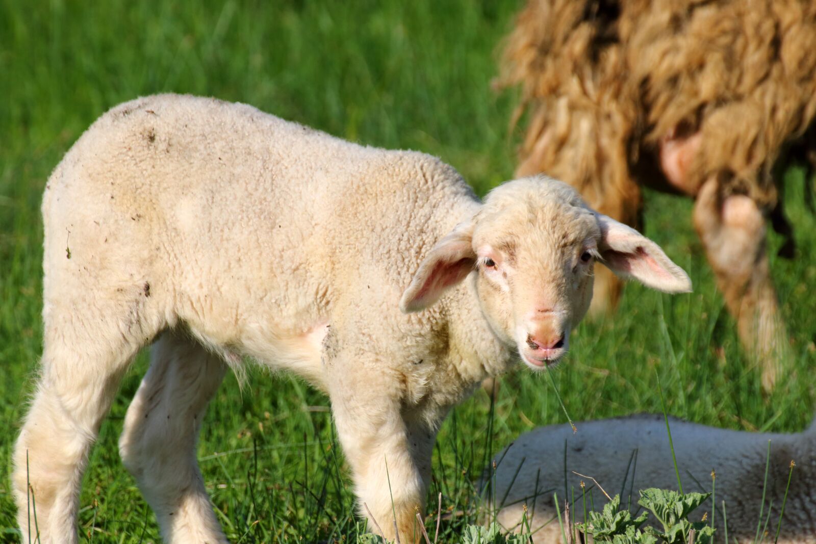 Canon EOS 70D sample photo. Sheep, lamb, wool photography