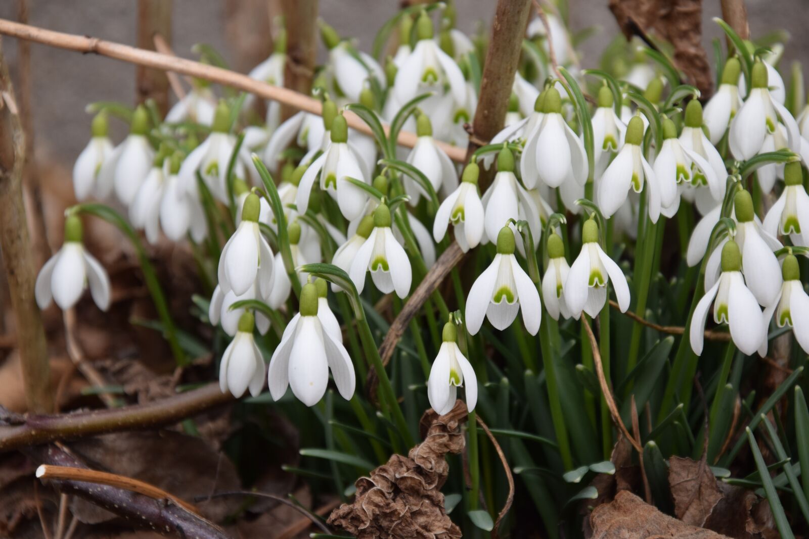 Nikon D5300 sample photo. Snowdrop, spring, signs of photography
