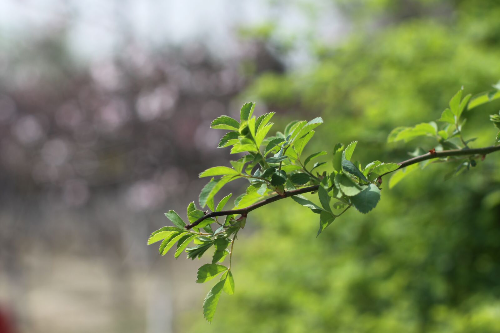 Canon EOS 50D sample photo. Green, leaf, natural photography