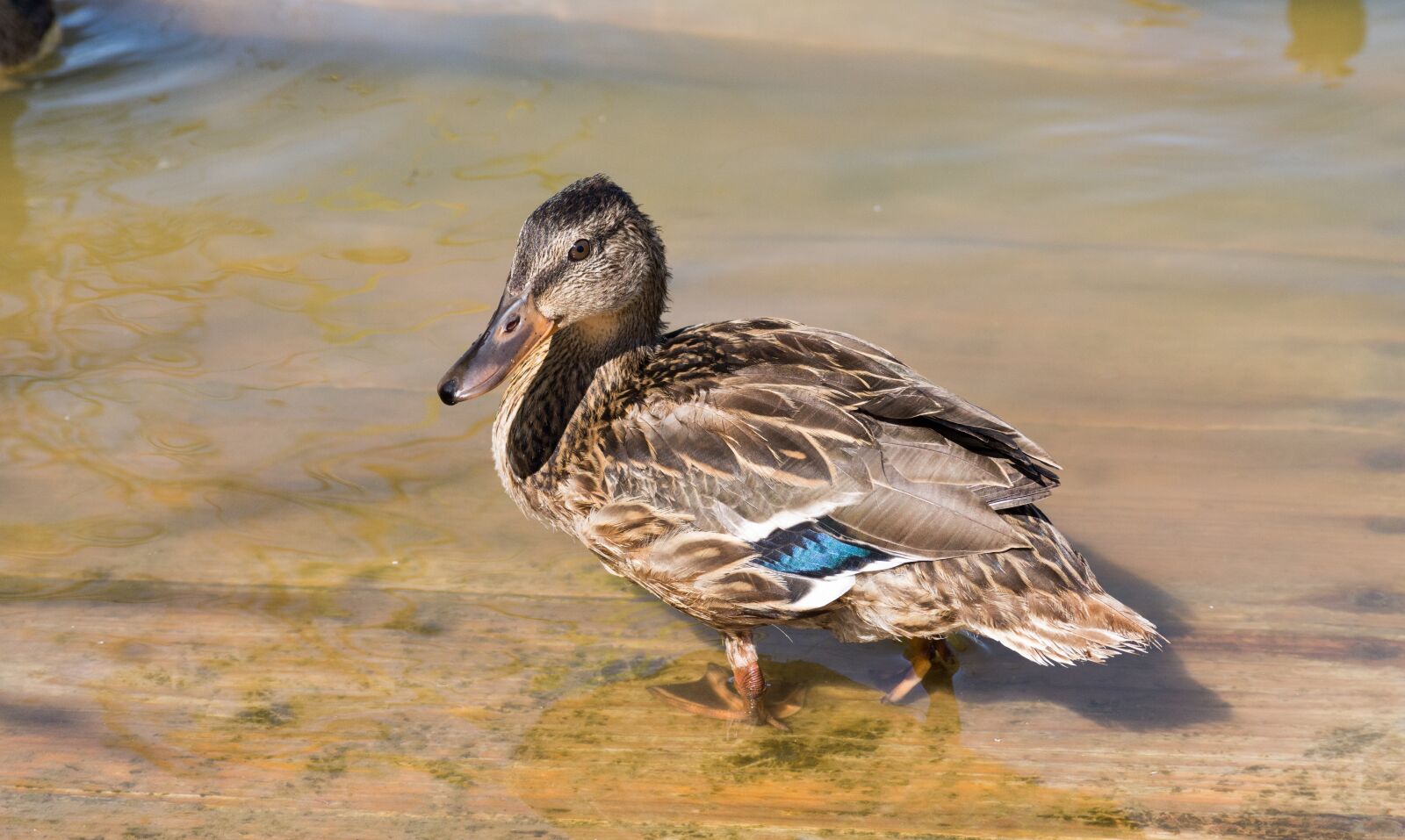 Nikon D7200 sample photo. Duck, lake, birds photography