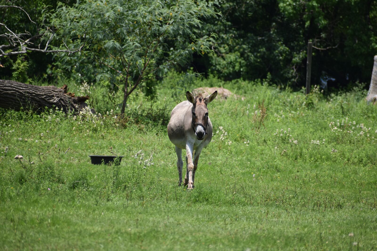 Nikon D3500 sample photo. Donkey, mule, farm photography